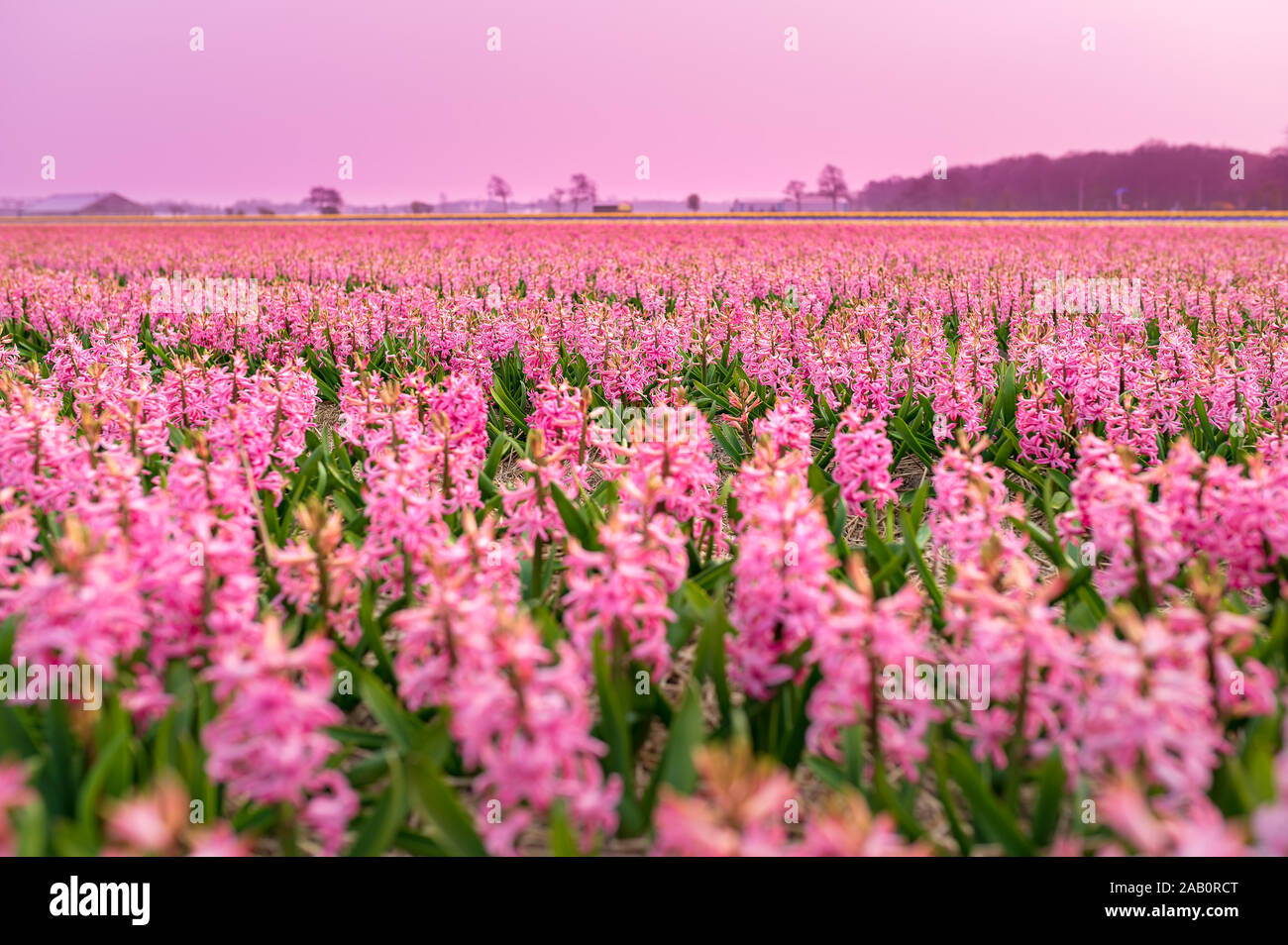 Field of red hyacinths in Holland with colored sky Stock Photo - Alamy