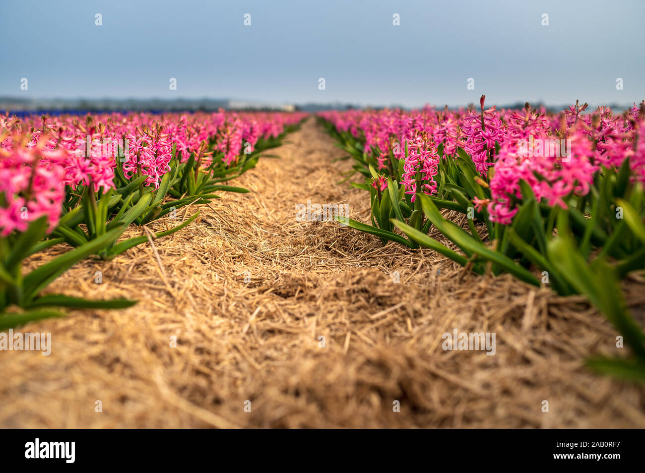 Field of red hyacinths in Holland Stock Photo - Alamy