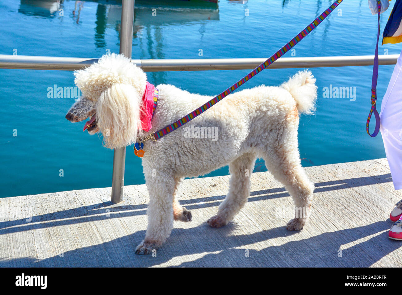 White standard poodle hires stock photography and images Alamy