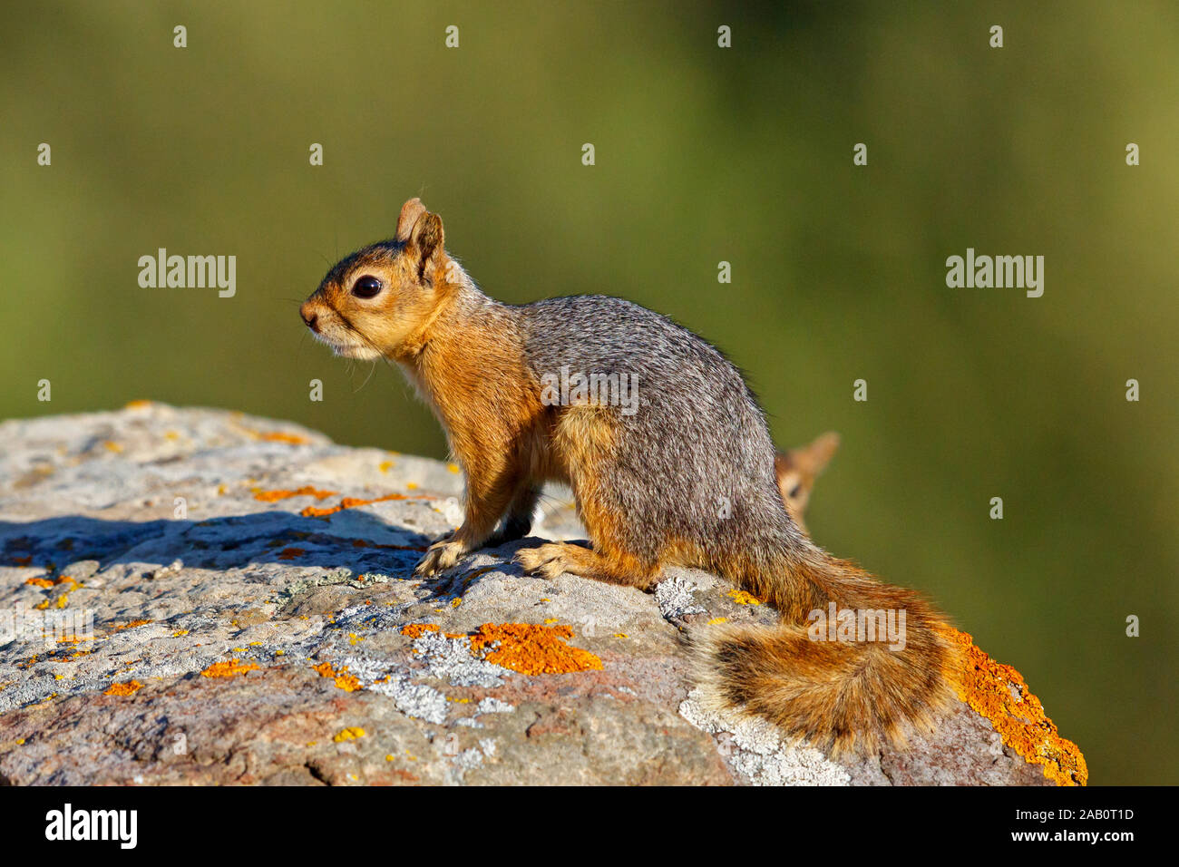 Kaukasisches Eichhörnchen, Caucasian squirrel, Persian squirrel, Sciurus anomalus Stock Photo