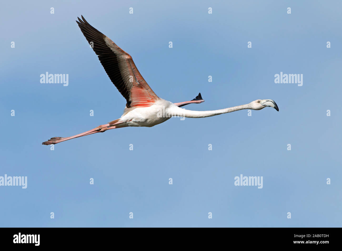 Flamant Rose High Resolution Stock Photography And Images Alamy