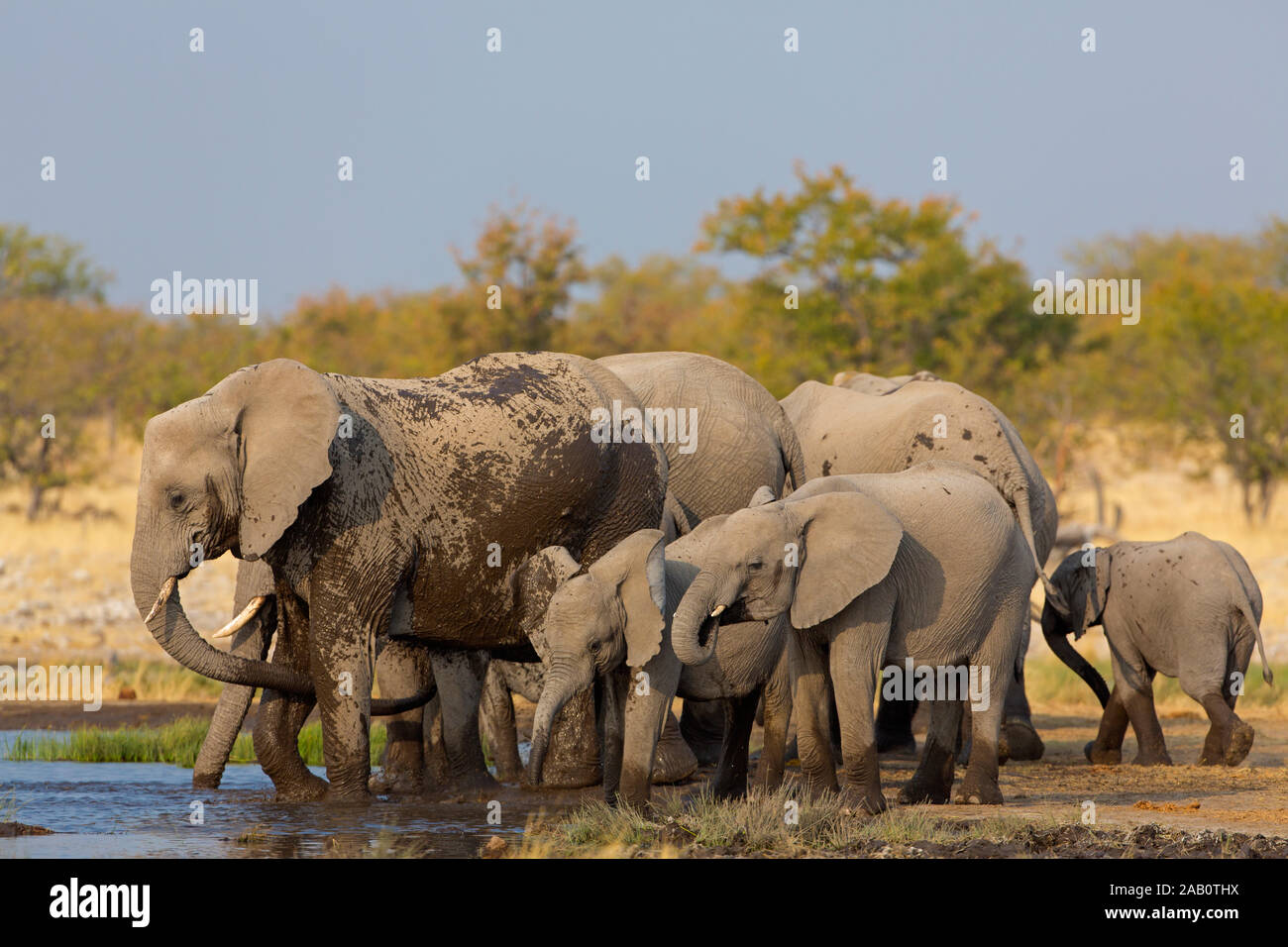 Afrikanischer Elefant am Wasserloch, Loxodonta africana, Stock Photo