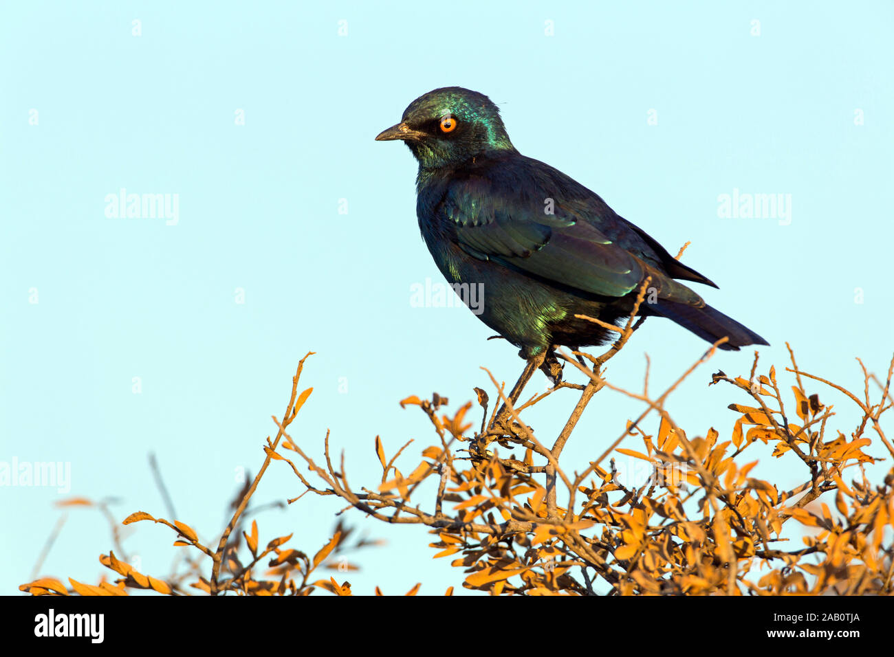 Rotschulter-Glanzstar, Red-shouldered Glossy Starling, Red-shouldered Glossy-Starling, Lamprotornis nitens Stock Photo