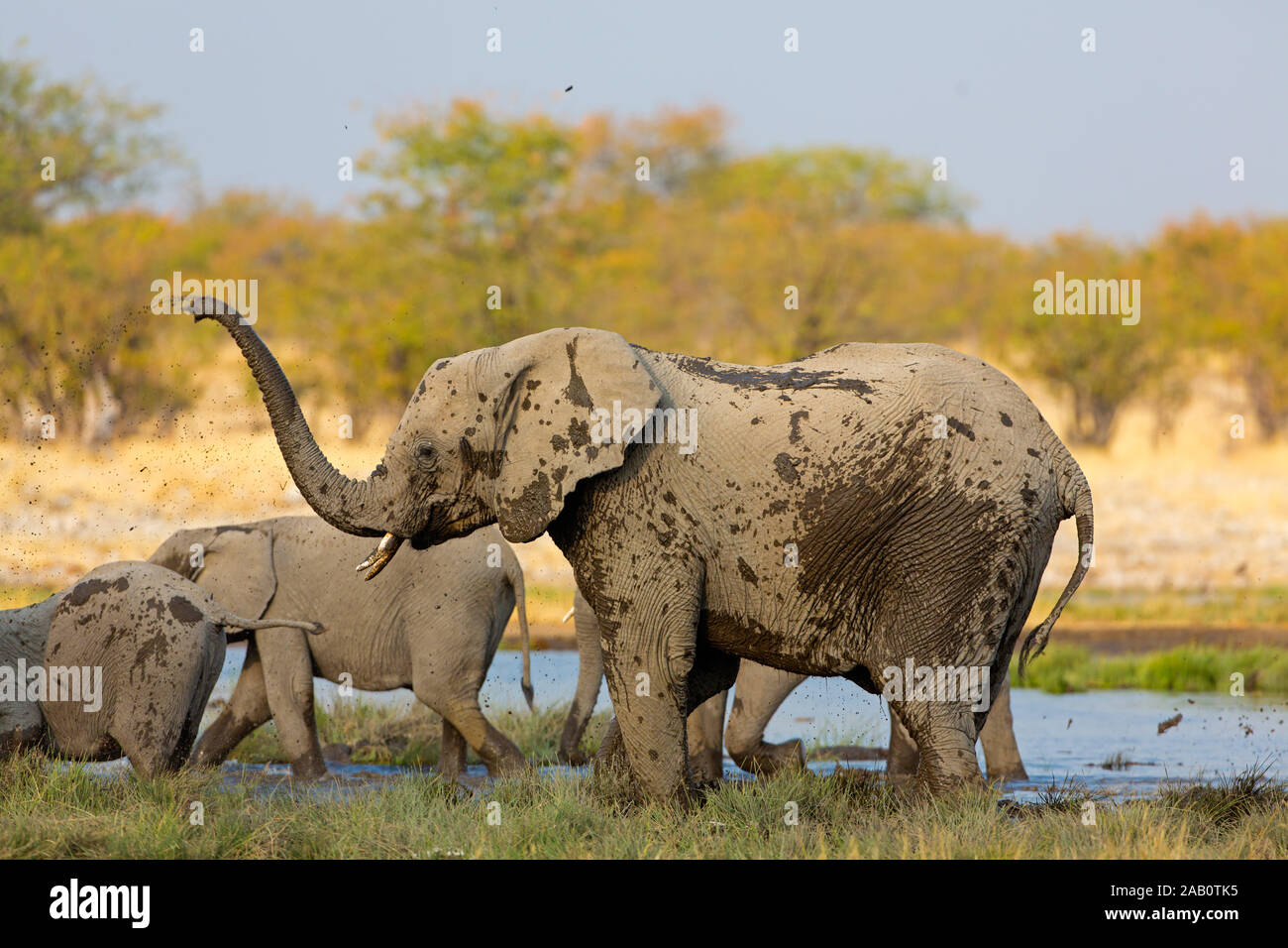 Afrikanischee Elefanten nehmen ein Schlammbad, Loxodonta africana, Stock Photo