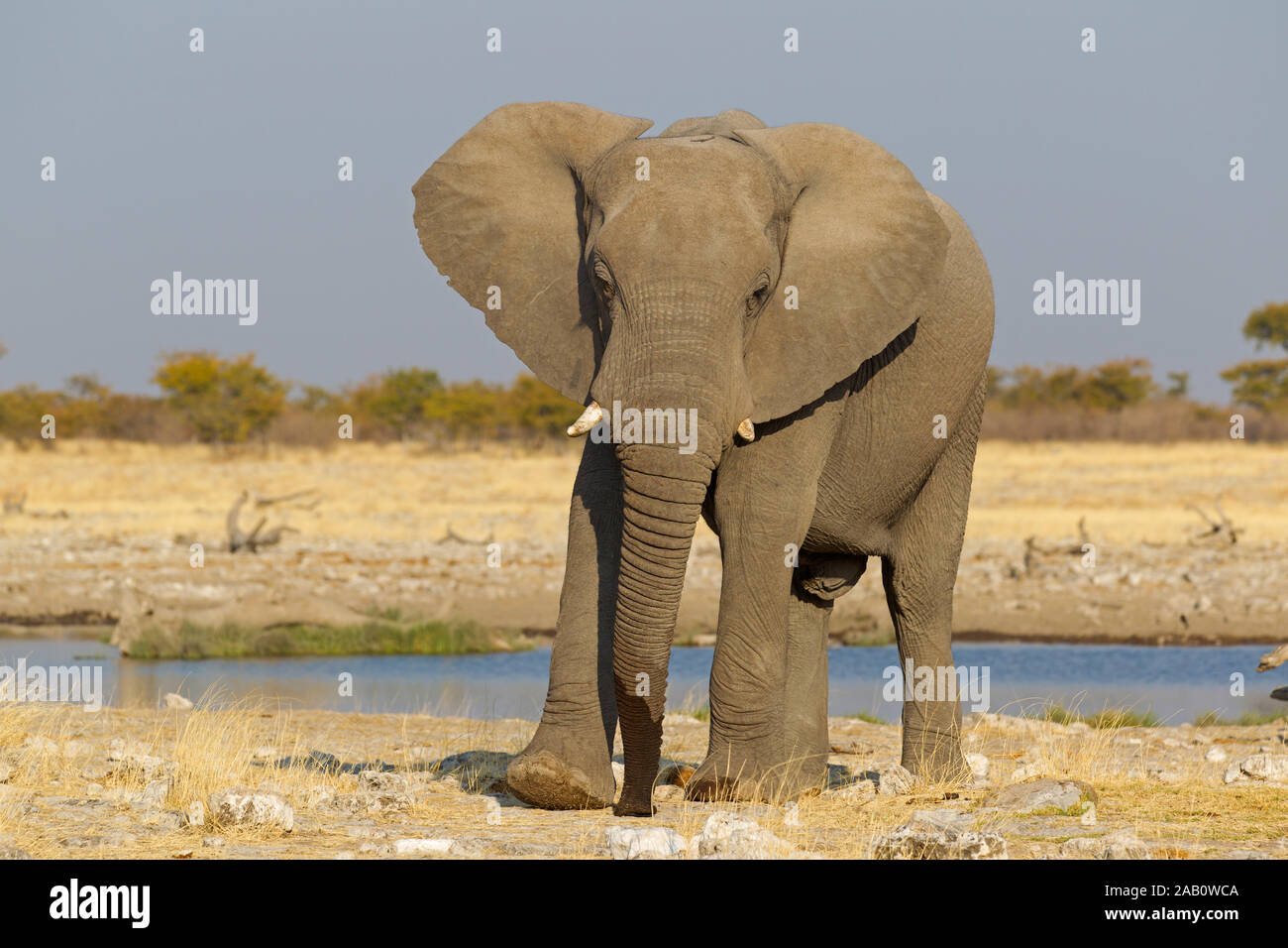 Afrikanischer Elefant am Wasserloch, Loxodonta africana, Stock Photo