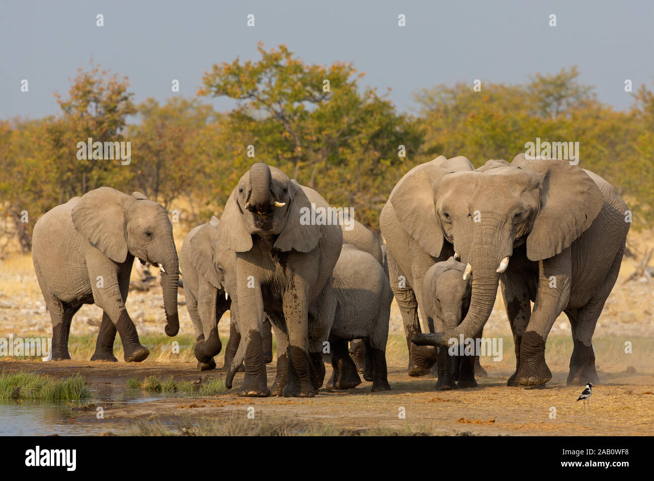Afrikanischer Elefant am Wasserloch, Loxodonta africana, Stock Photo