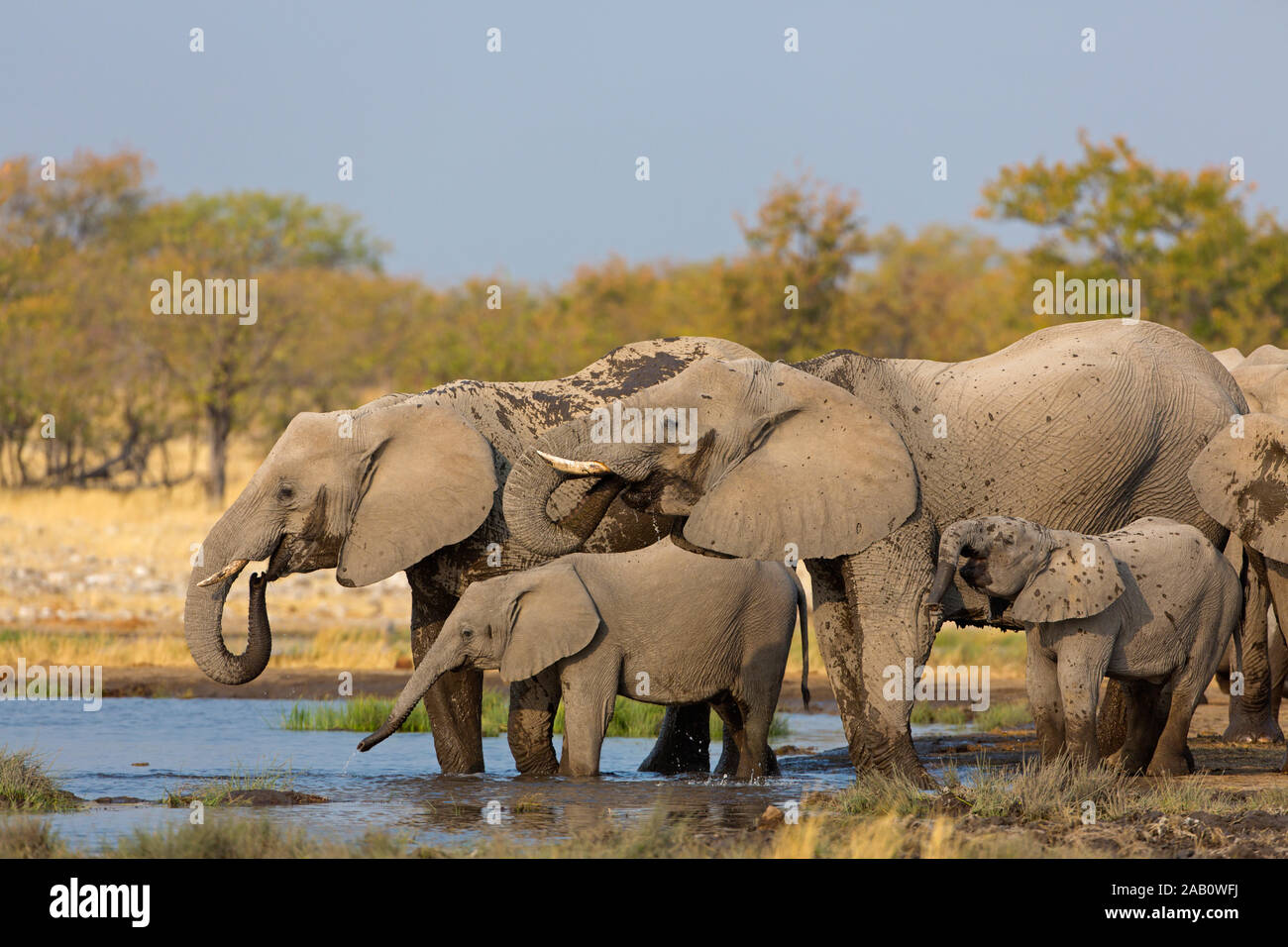 Afrikanischer Elefant am Wasserloch, Loxodonta africana, Stock Photo