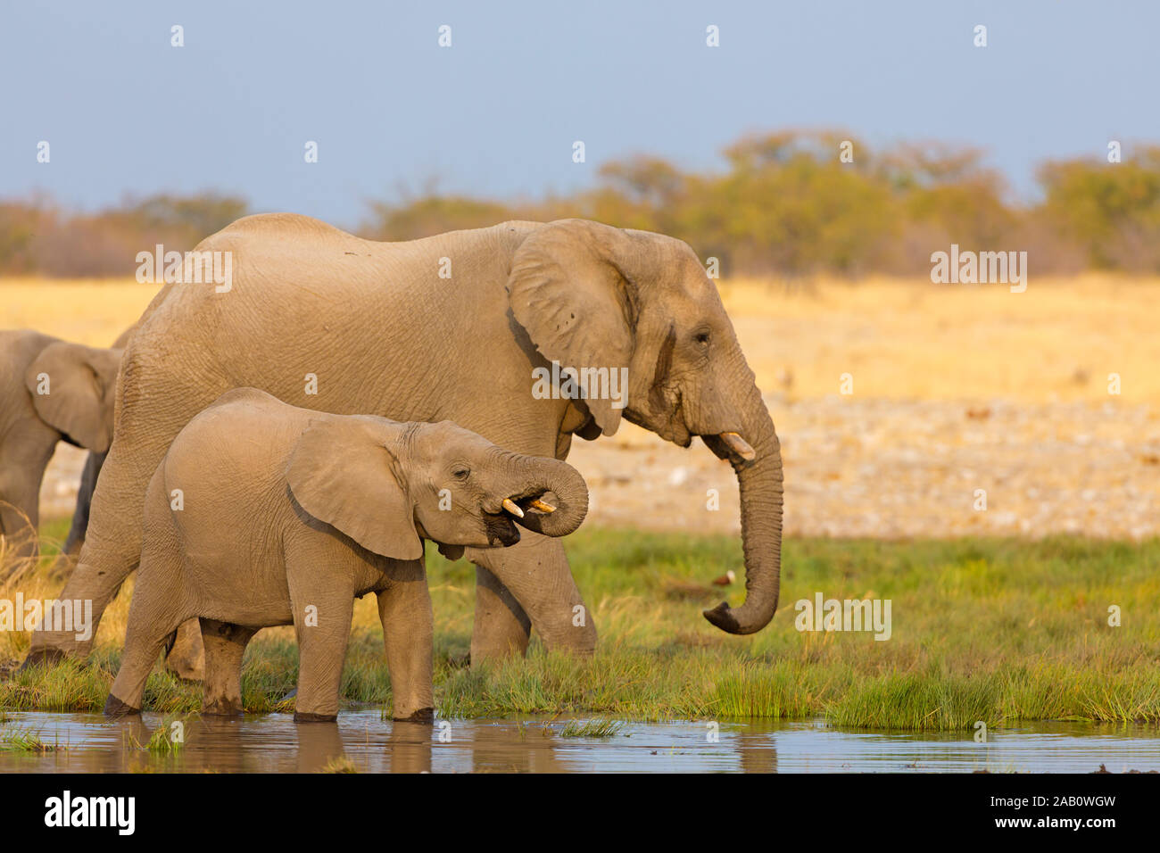 Afrikanischer Elefant mit Jungtier, Loxodonta africana, Stock Photo