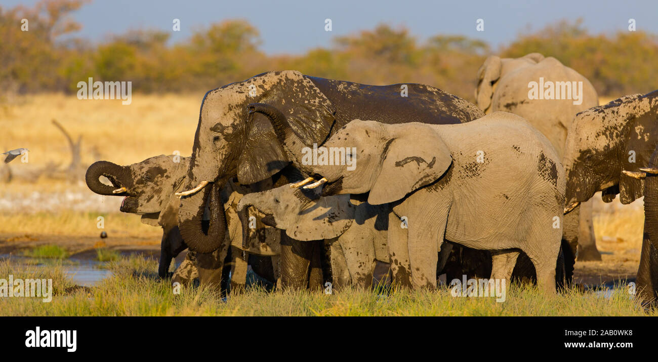 Afrikanischer Elefant, Loxodonta africana, nehmen ein Schlammbad Stock Photo