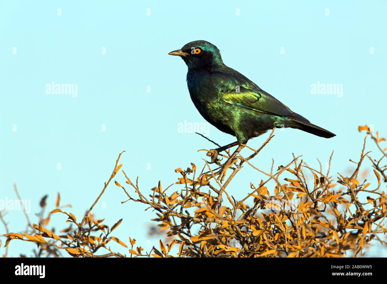 Rotschulter-Glanzstar, Red-shouldered Glossy Starling, Red-shouldered Glossy-Starling, Lamprotornis nitens Stock Photo