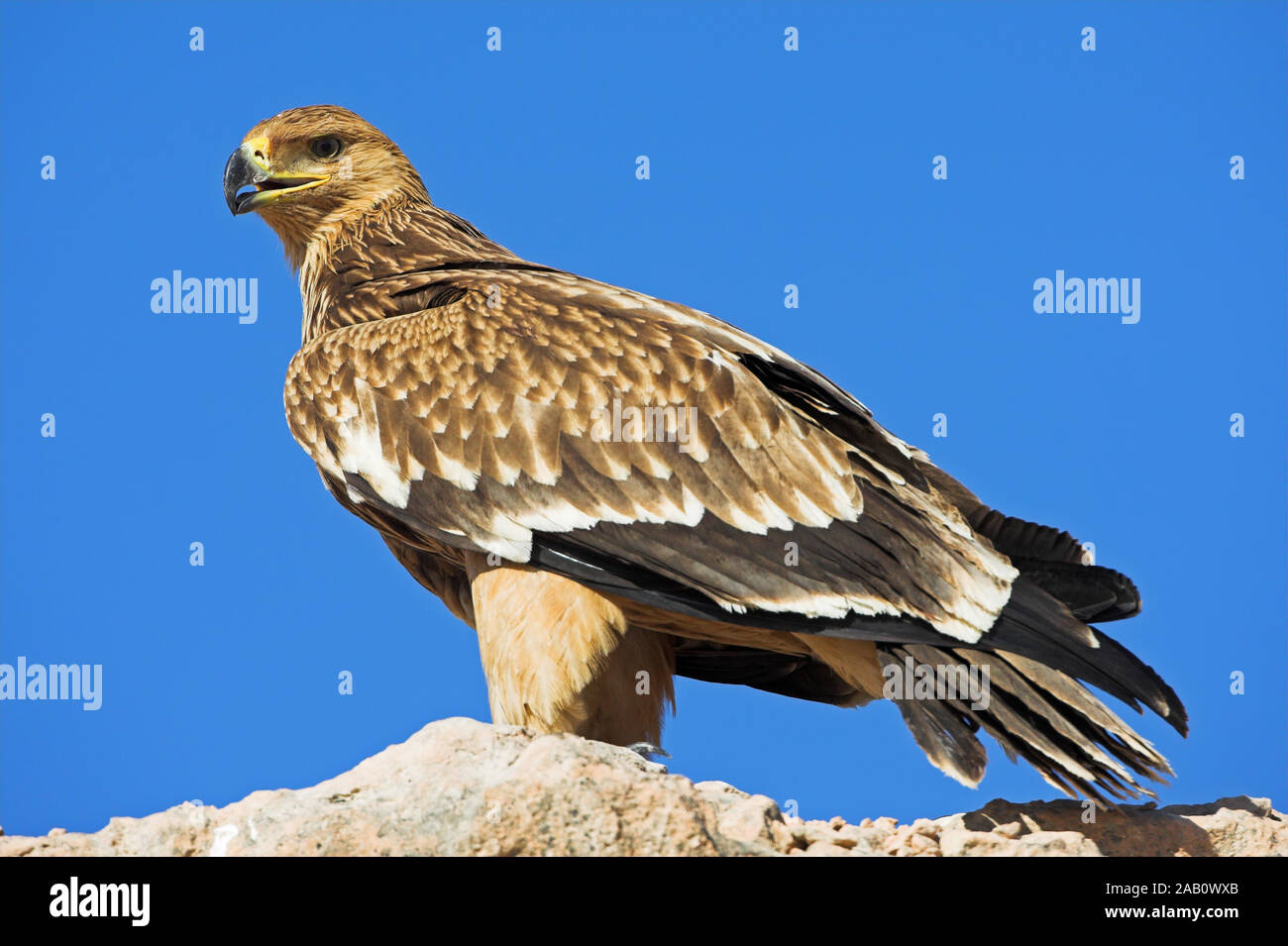 Kaiseradler Eastern Imperial Eagle Imperial Eagle Aquila heliaca Aigle impérial Águila Imperial Oriental Stock Photo