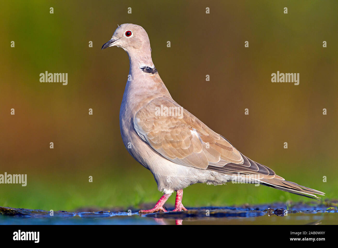 Tourterelle High Resolution Stock Photography And Images Alamy