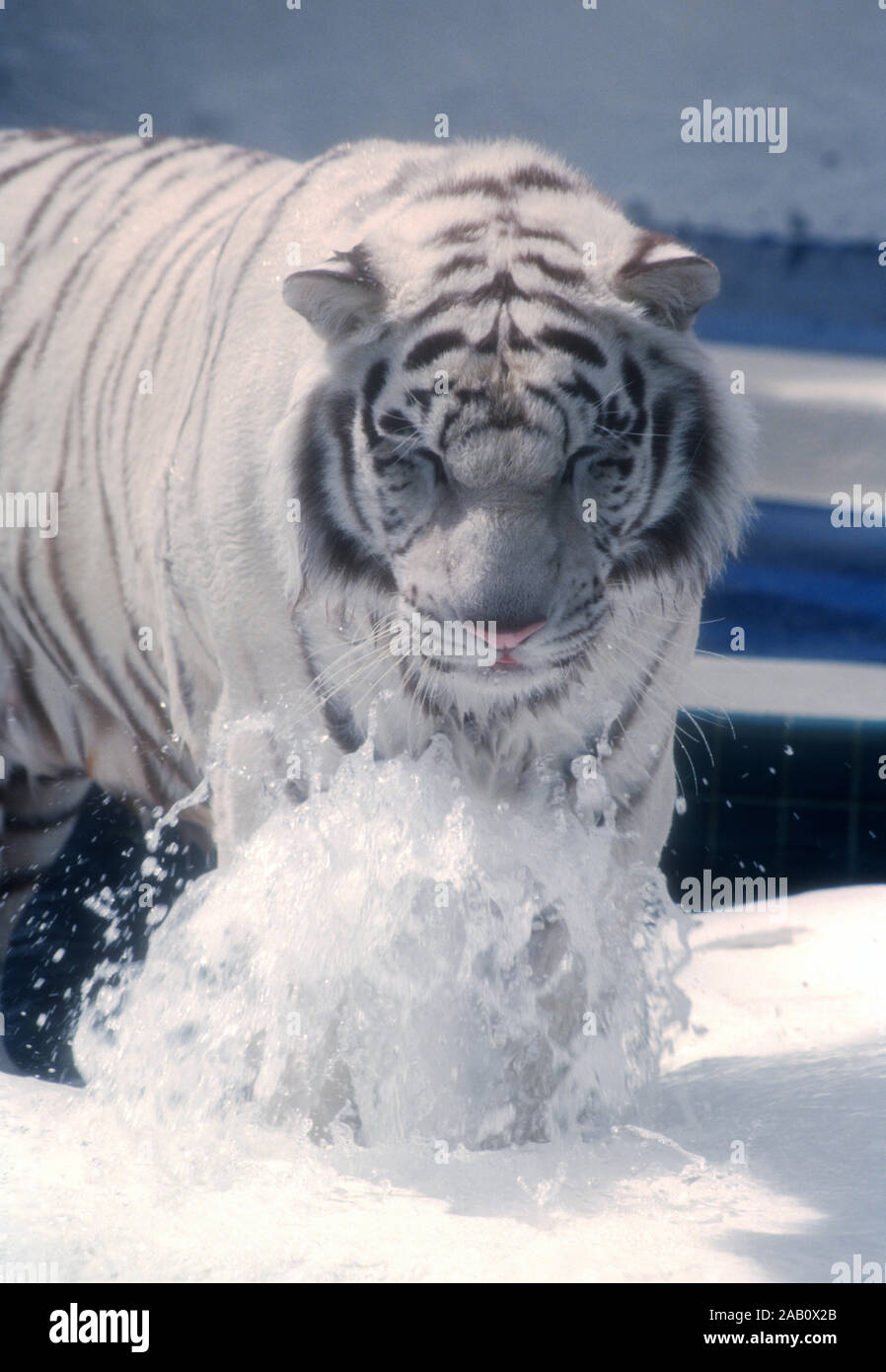 Las Vegas, Nevada, USA 11th March 1995 A Royal White Tiger at Siegfried