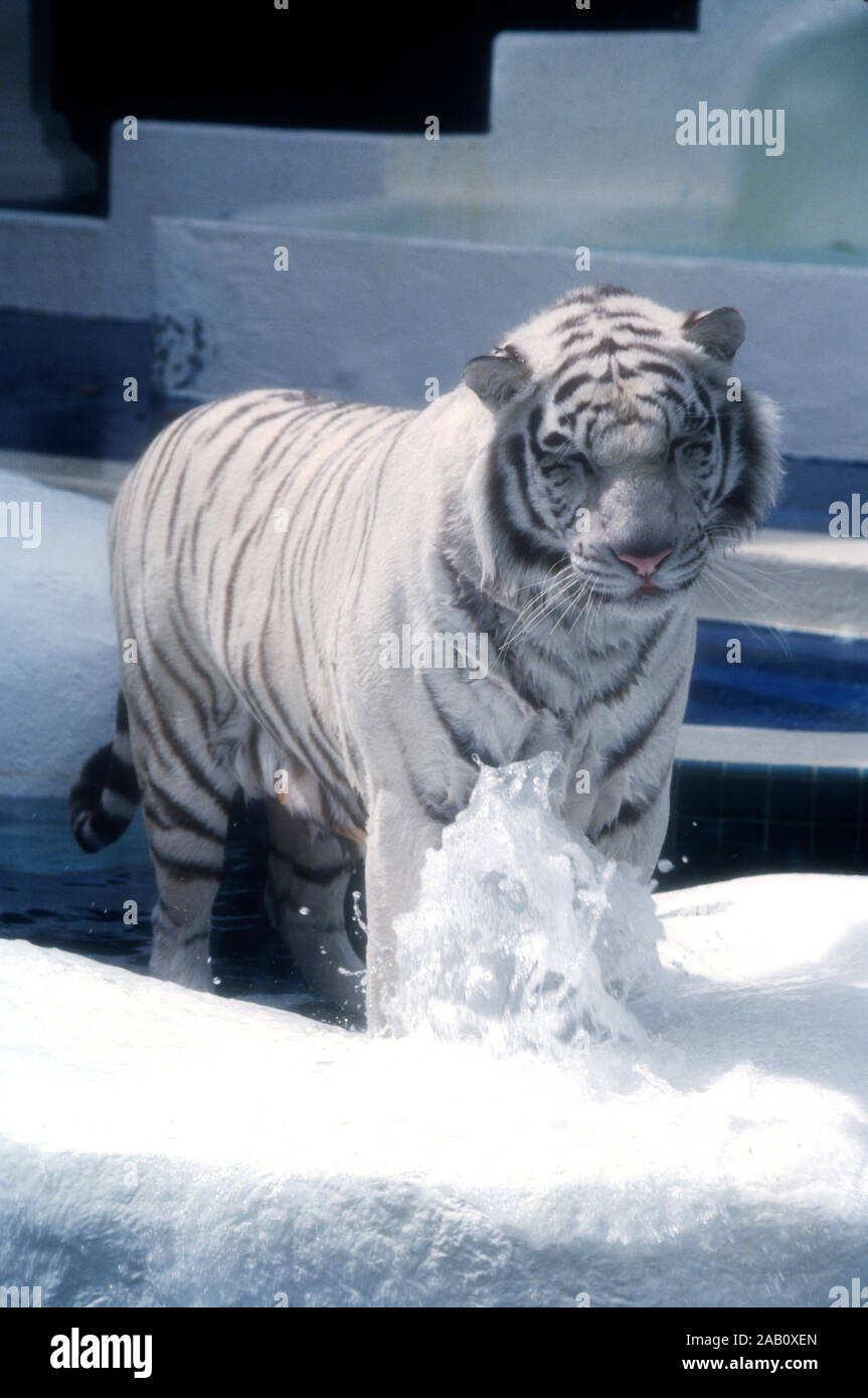 Las Vegas, Nevada, USA 11th March 1995 A Royal White Tiger at Siegfried