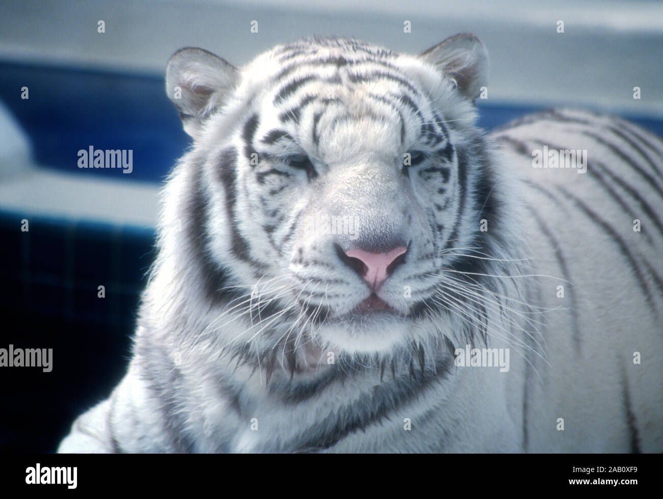 Las Vegas, Nevada, USA 11th March 1995 A Royal White Tiger at Siegfried