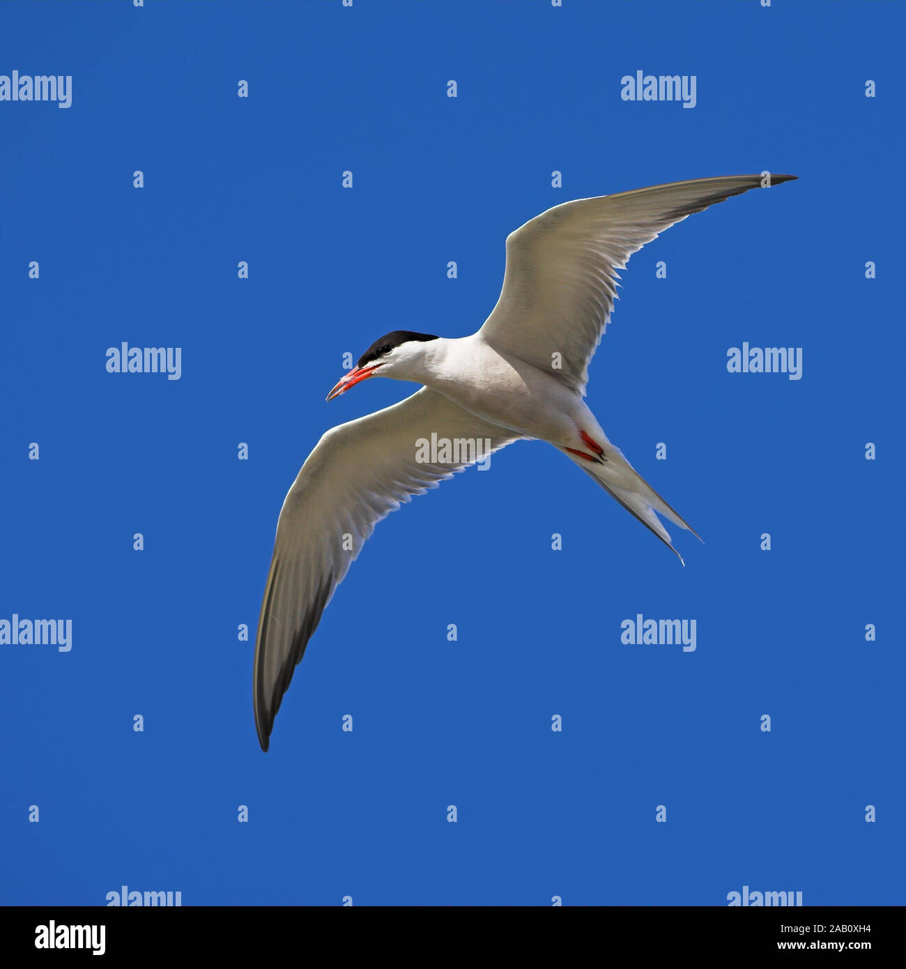 Flussseeschwalbe Fluss-Seeschwalbe Flußseeschwalbe Common Tern Sterna hirundo Sterne pierregarin Charrán Común Stock Photo