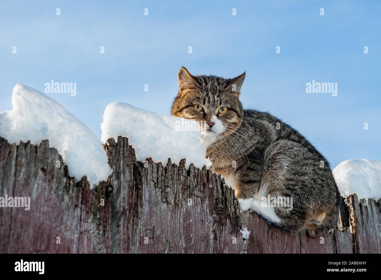 Hungry beautiful grey cat sitting on snow covered fence in winter. Stray cats cold in the winter. Copy space. Stock Photo
