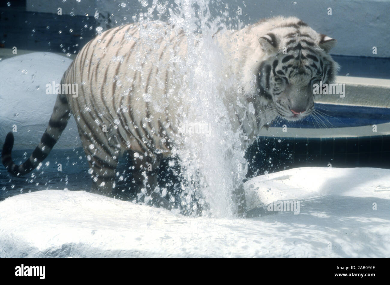 Las Vegas, Nevada, USA 11th March 1995 A Royal White Tiger at Siegfried