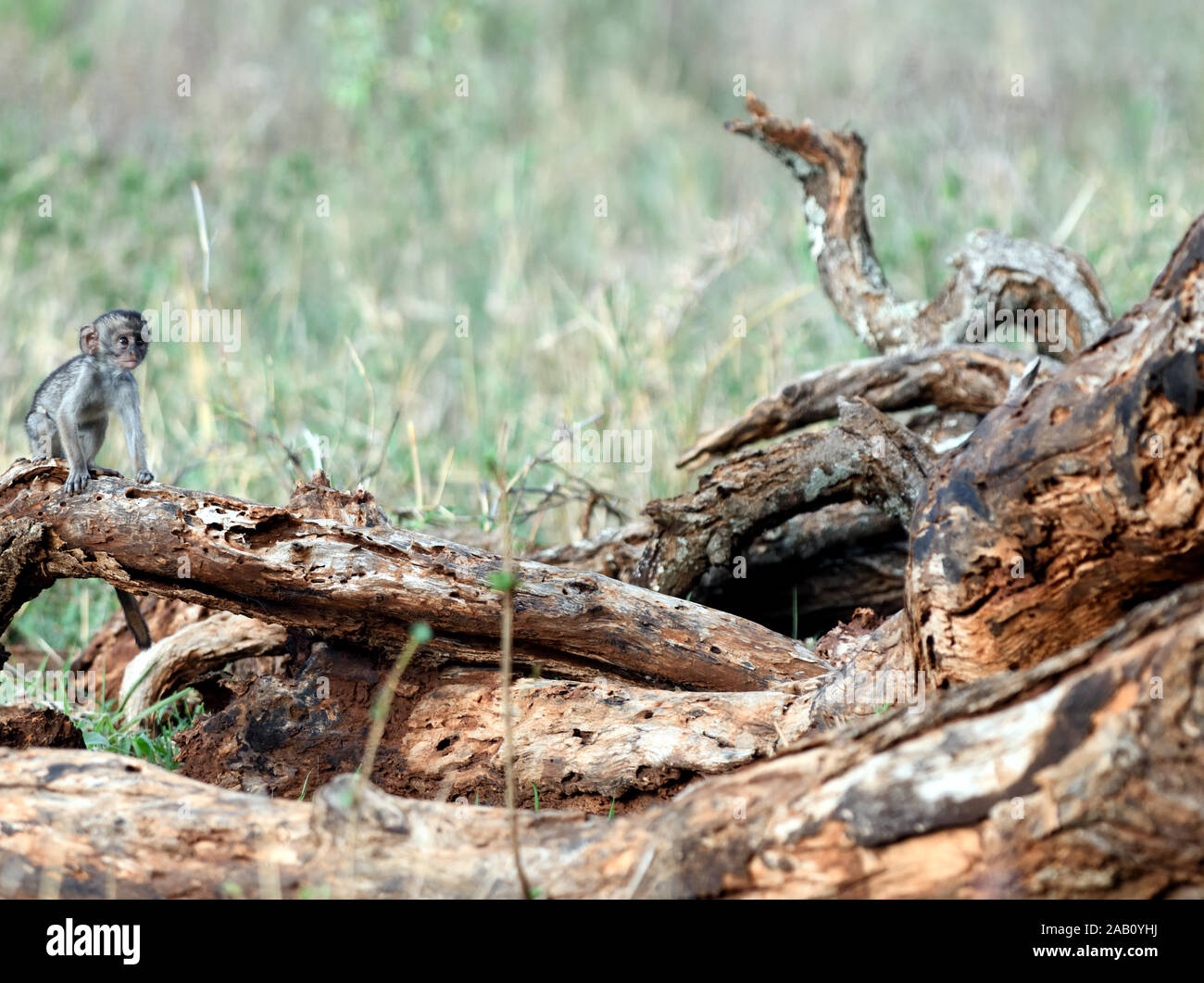 A baby vervet monkeys (Chlorocebus pygerythrus) looks lost and bewildered on a fallen tree even though its mother is not too far away. Tarangire Natio Stock Photo