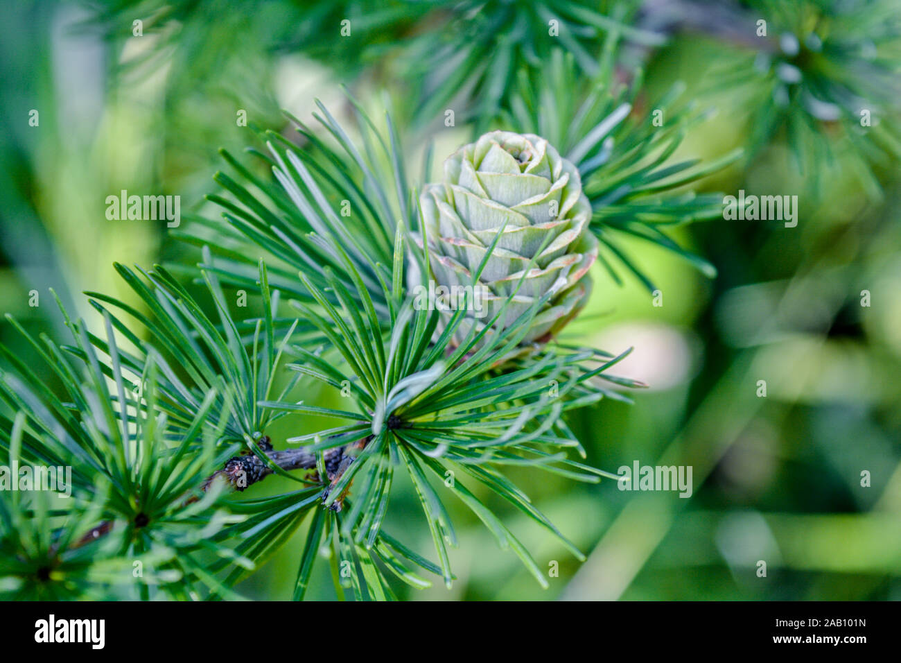 Bright green fluffy branches with cones of larch tree Larix decidua Pendula in summer day. Natural beauty of elegant larch tree twig. Close-up branch Stock Photo