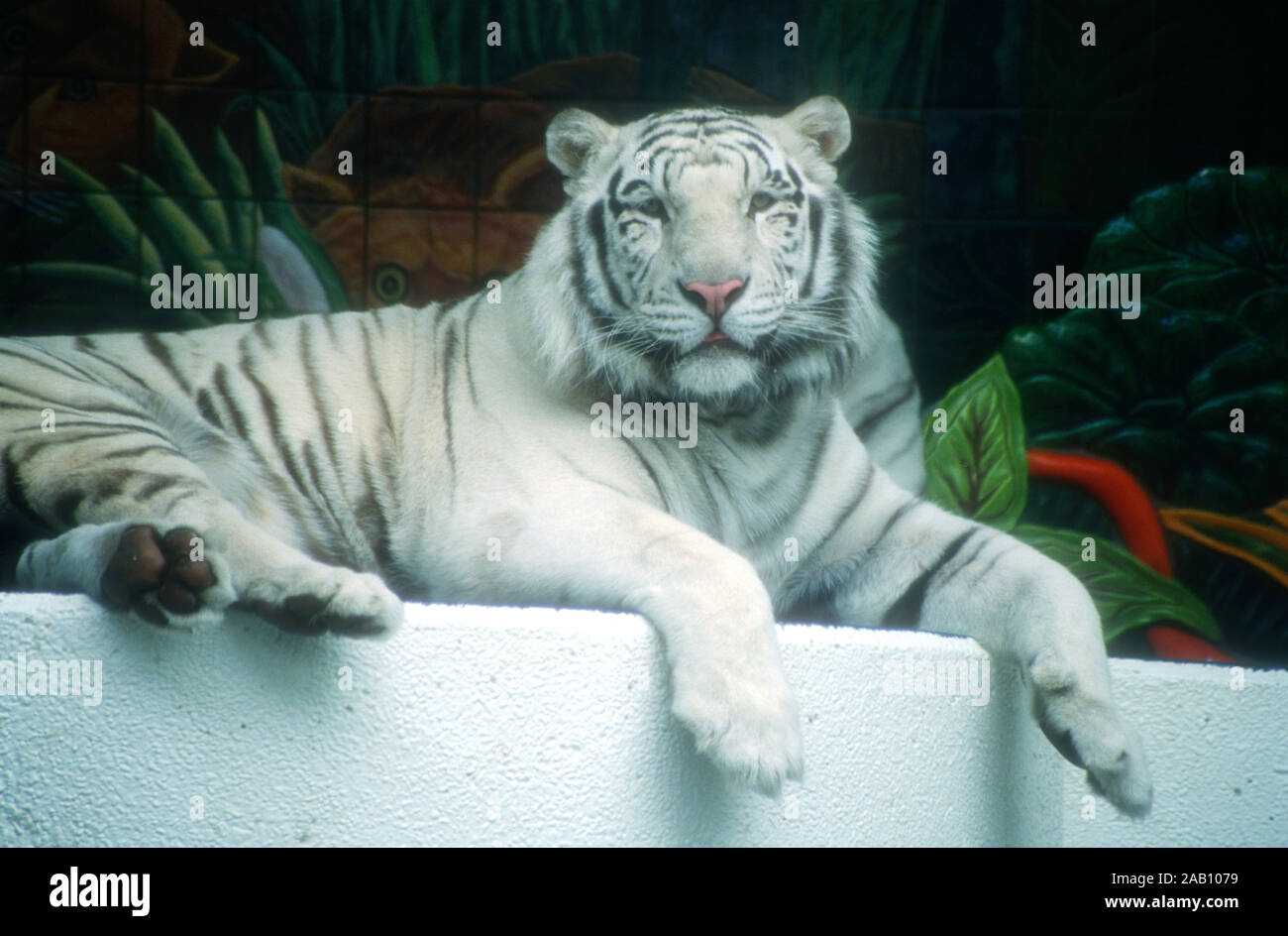 Las Vegas, Nevada, USA 11th March 1995 A Royal White Tiger at Siegfried