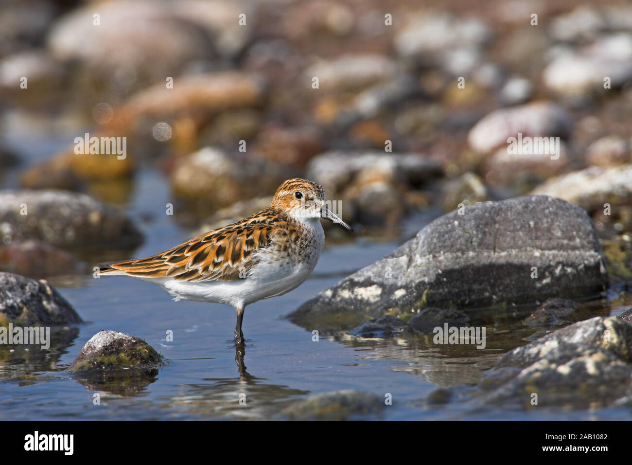 Zwergstrandlaeufer, Little Stint, Calidris minuta, Bécasseau minute, Correlimos Menudo Stock Photo