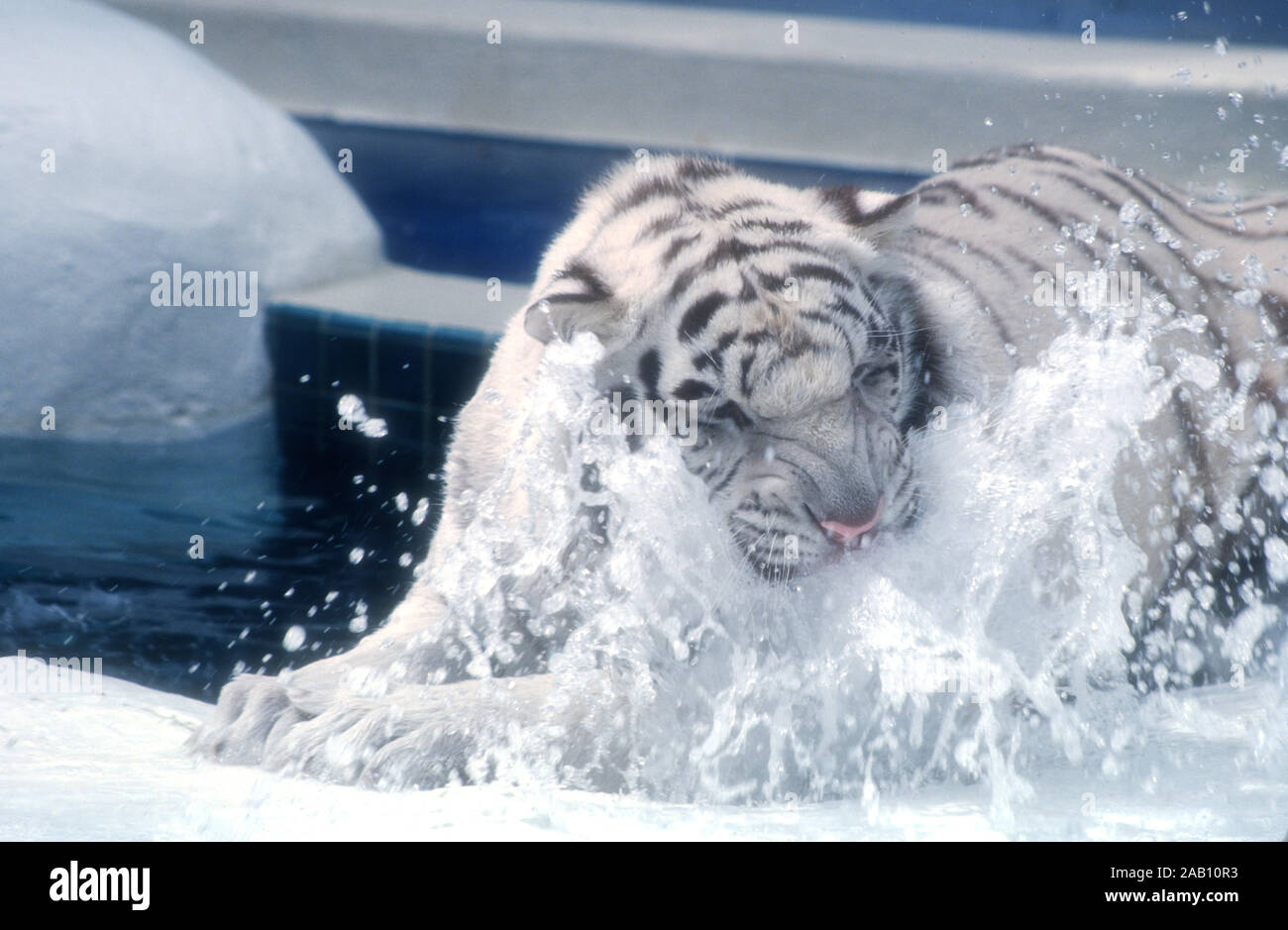 Las Vegas, Nevada, USA 11th March 1995 A Royal White Tiger at Siegfried