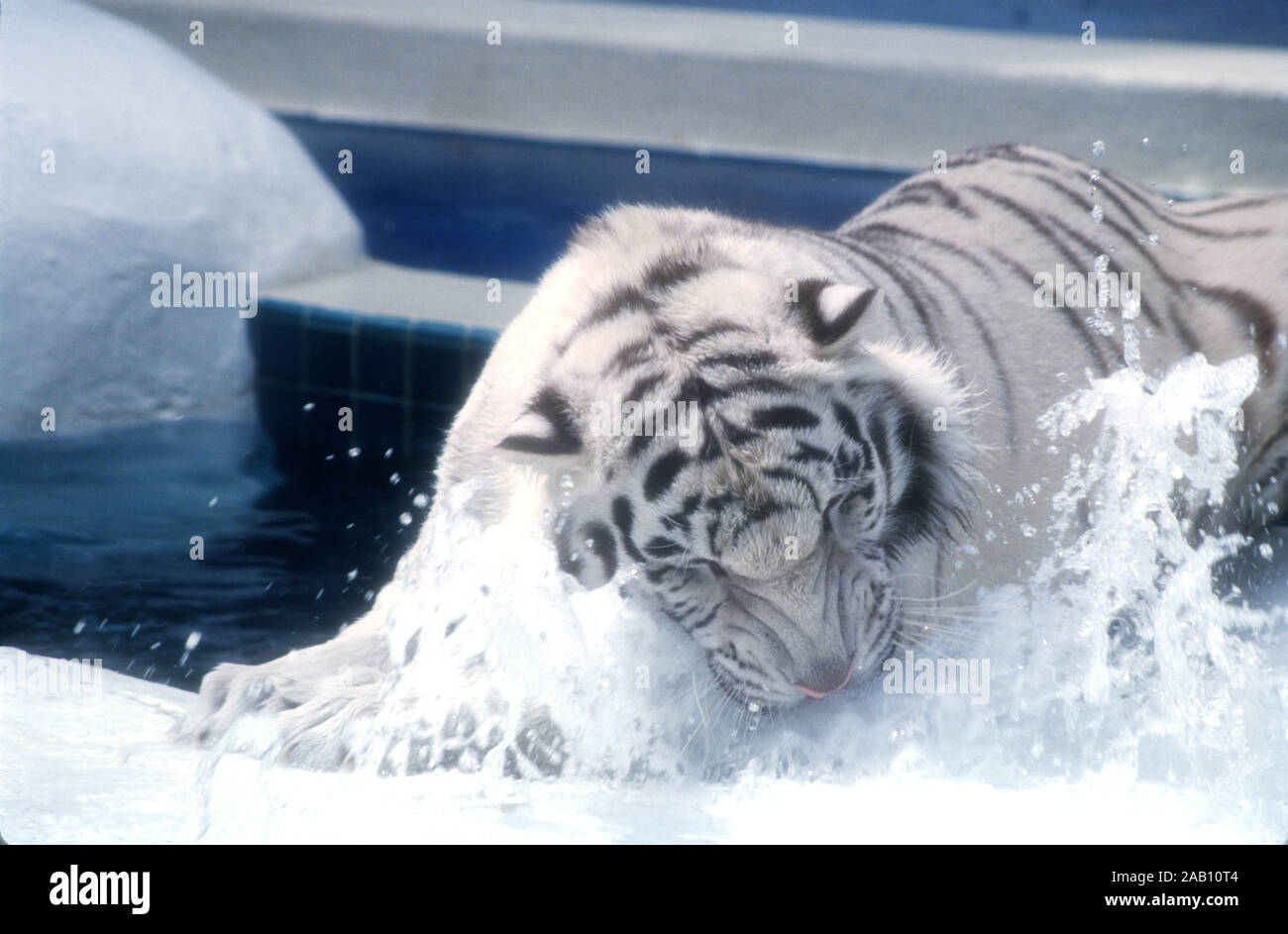 Las Vegas, Nevada, USA 11th March 1995 A Royal White Tiger at Siegfried