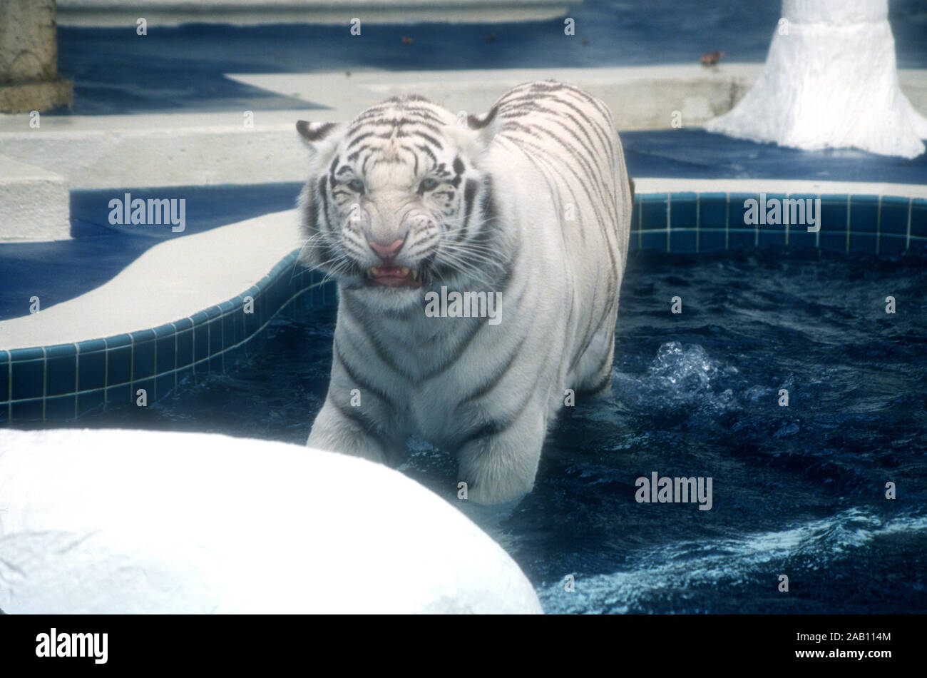 Las Vegas, Nevada, USA 11th March 1995 A Royal White Tiger at Siegfried and  Roy Tigers Habitat and The Secret Garden on March 11, 1995 at The Mirage  Hotel and Casino in