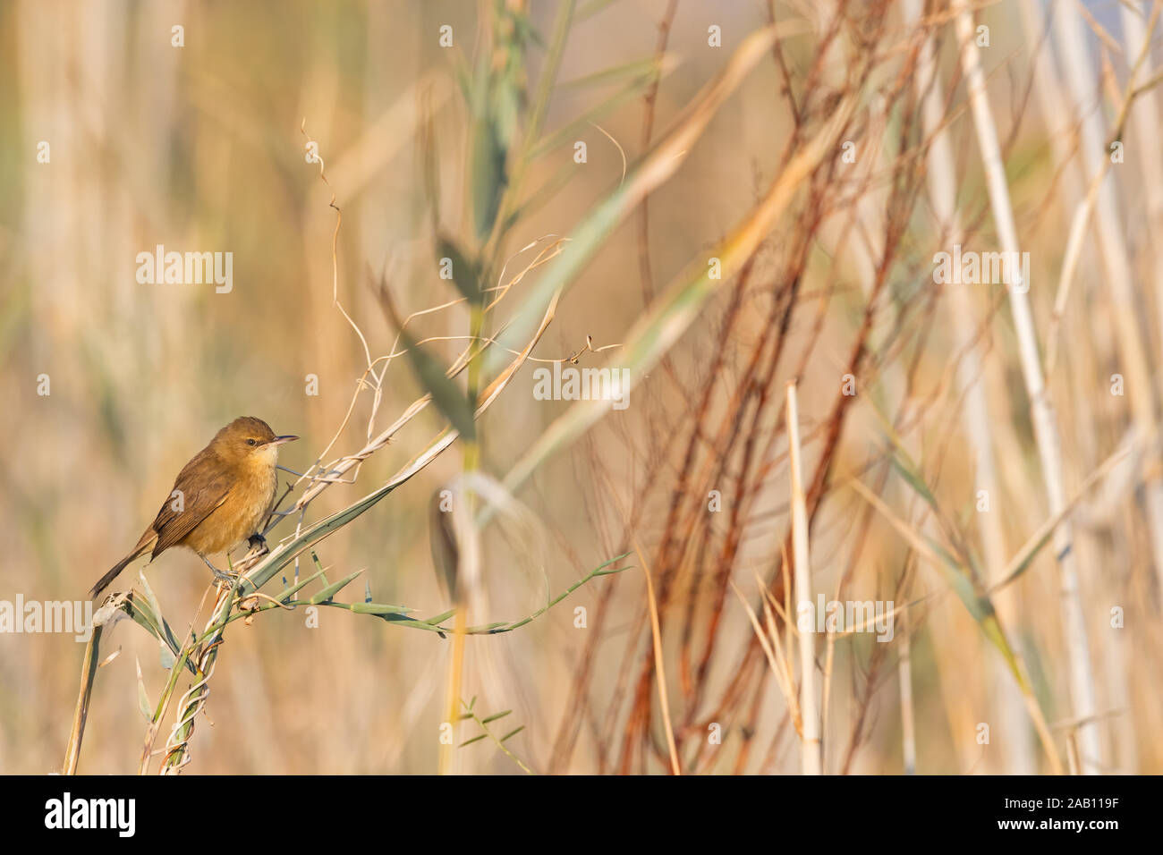 Acrocephalus stentoreussingvogel hires stock photography and images
