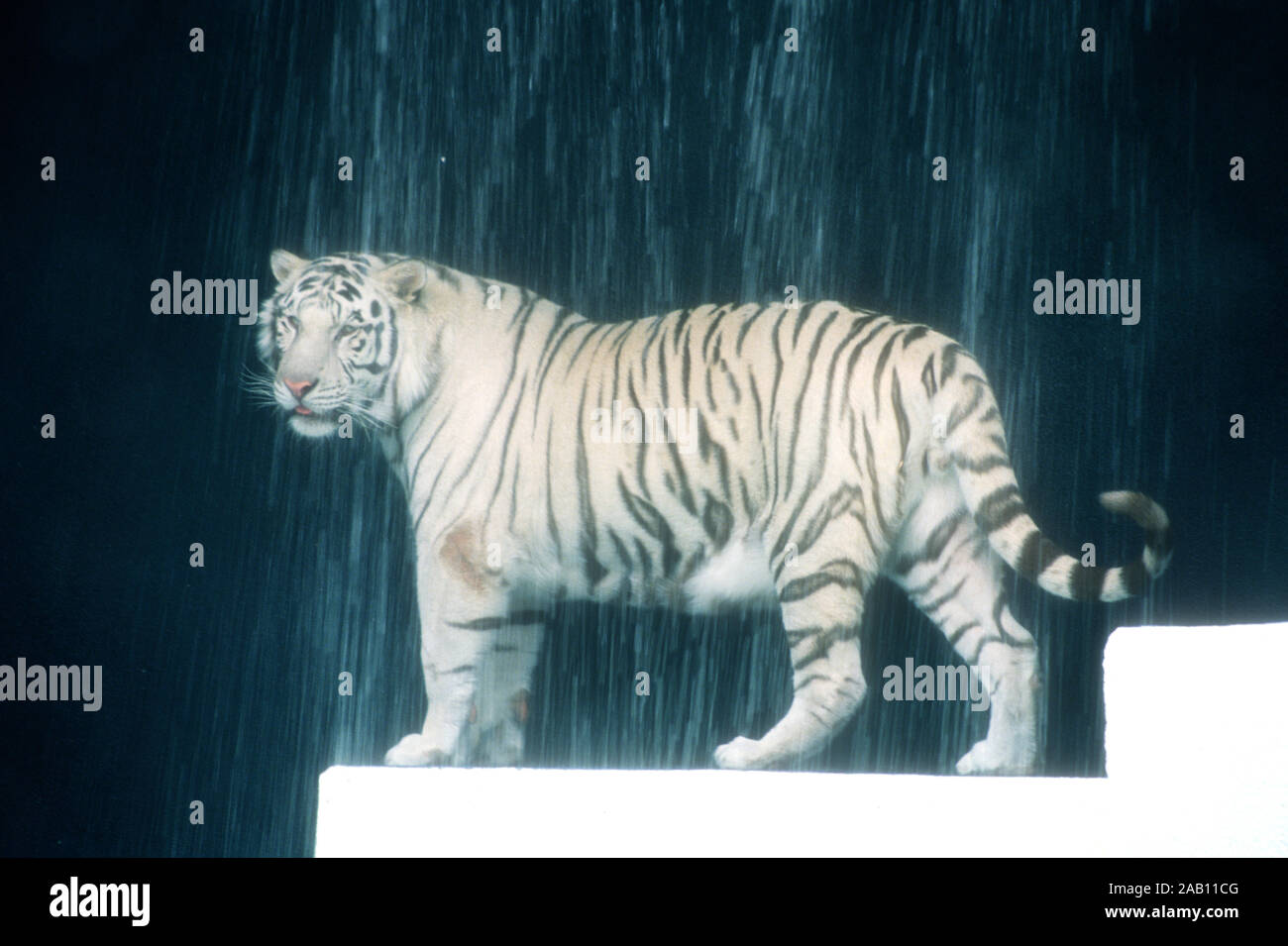 Las Vegas, Nevada, USA 11th March 1995 A Royal White Tiger at Siegfried