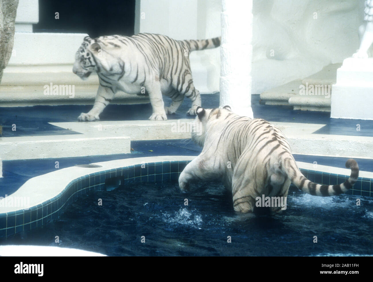 Las Vegas, Nevada, USA 11th March 1995 Royal White Tigers at Siegfried