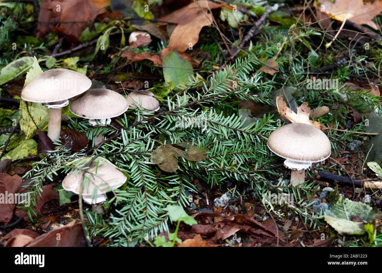 Amanita porphyria - inedible basidiomycete mushroom of the genus Amanita found in Vancouver, Canada. Poisonous mushrooms in the forest. Stock Photo