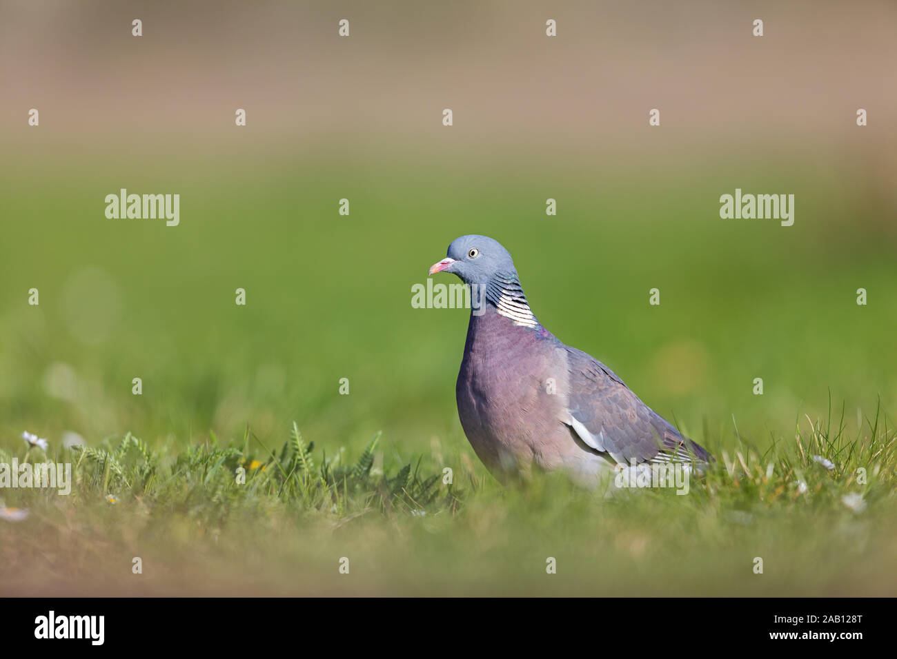 Ramier High Resolution Stock Photography And Images Alamy