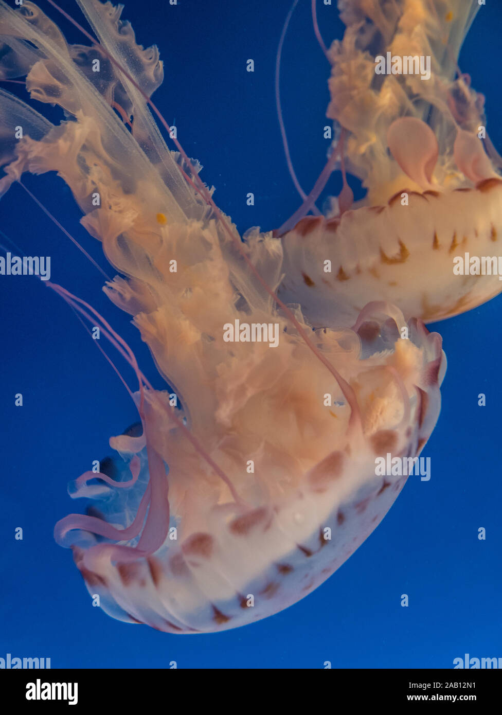 Closeup Shot Jellyfish Underwater Hi res Stock Photography And Images closeup-shot-jellyfish-underwater-hi-res-stock-photography-and-images