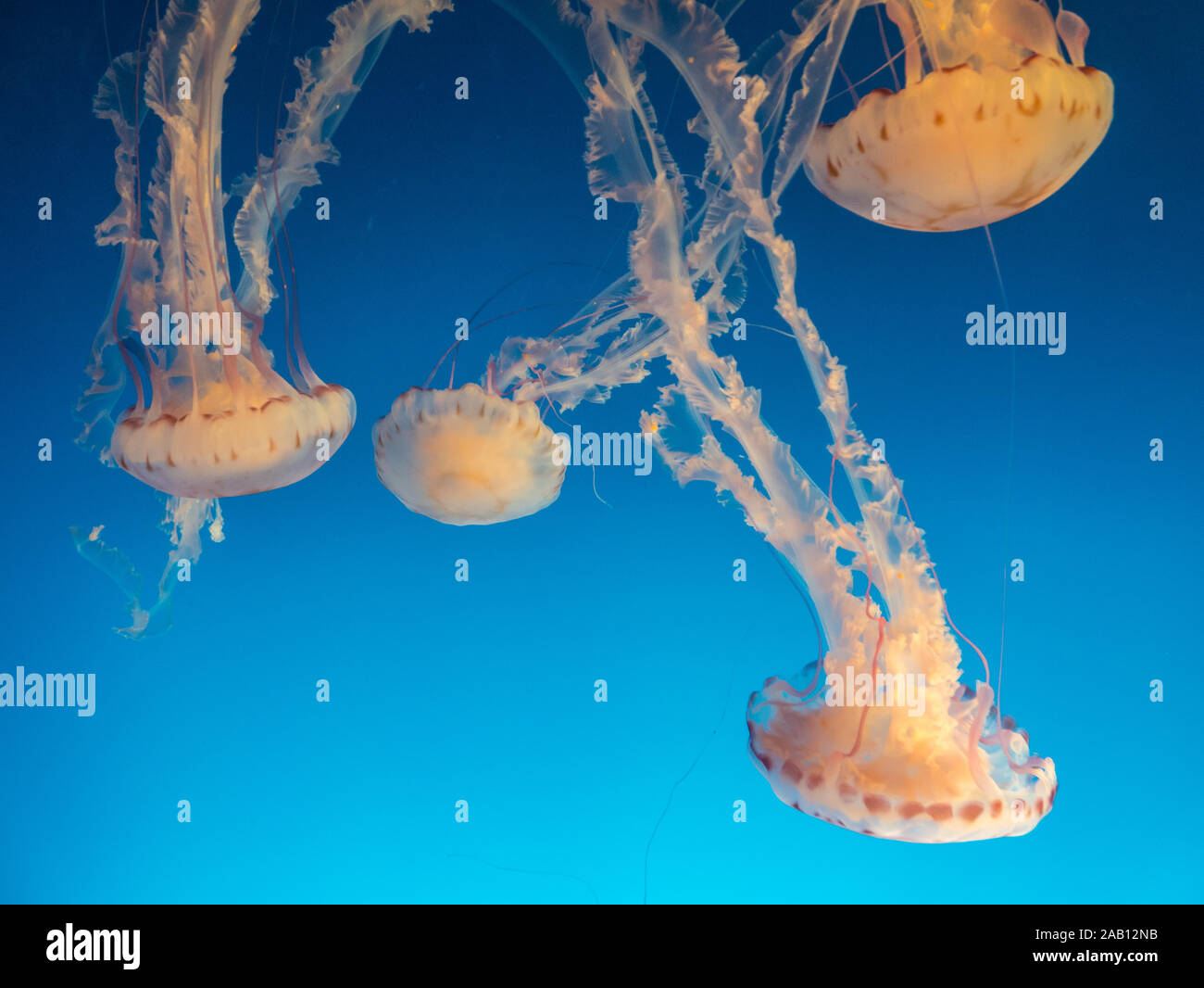 Closeup natural shot hi-res stock photography and images - Alamy