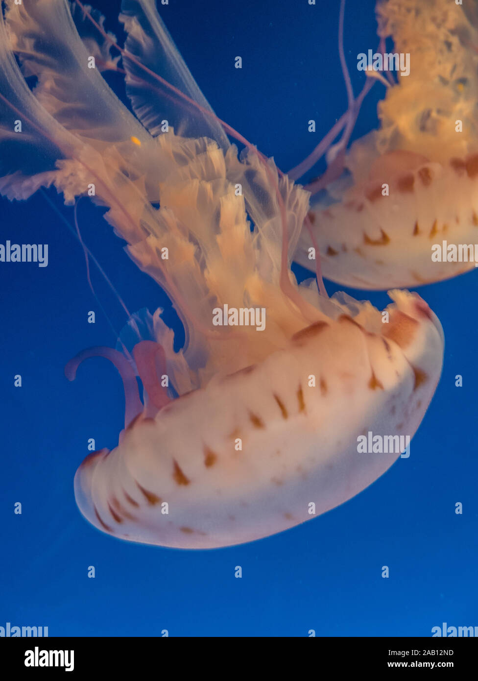 Closeup natural shot hi-res stock photography and images - Alamy
