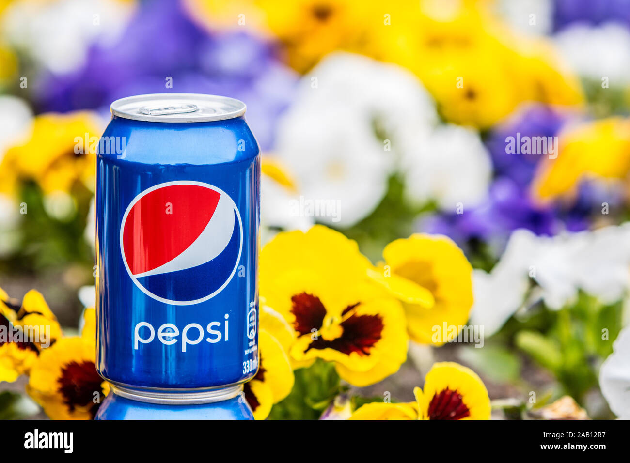 Pepsi Cola Can 330ml flowers and tulips background. Pepsi is a carbonated soft drink that is produced and manufactured by PepsiCo Stock Photo