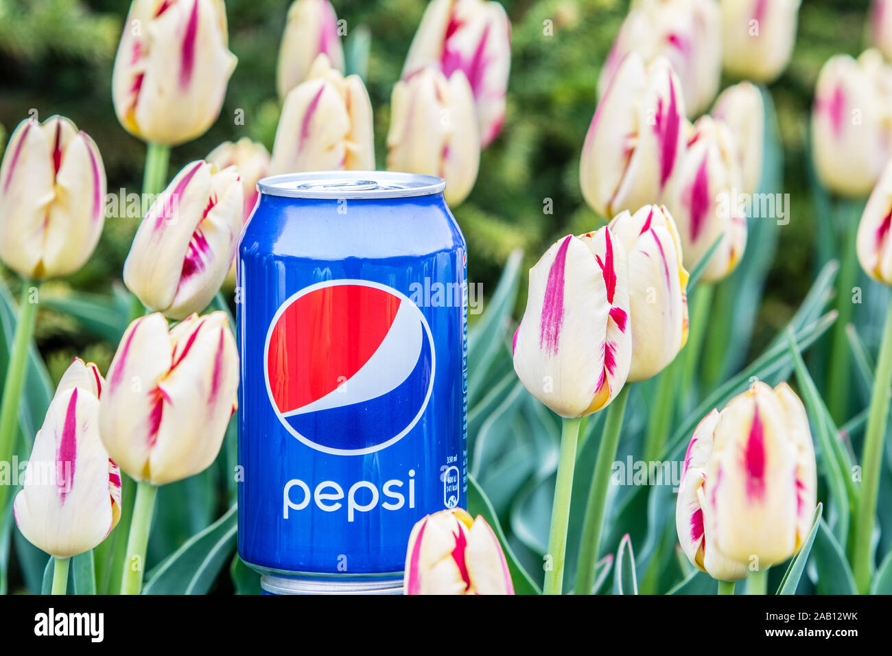 Pepsi Cola Can 330ml flowers and tulips background. Pepsi is a