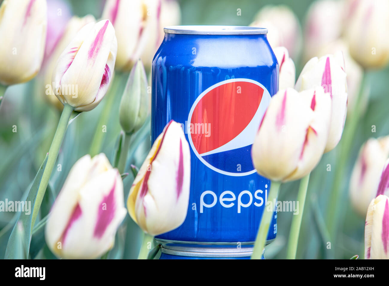 Pepsi Cola Can 330ml flowers and tulips background. Pepsi is a carbonated soft drink that is produced and manufactured by PepsiCo Stock Photo
