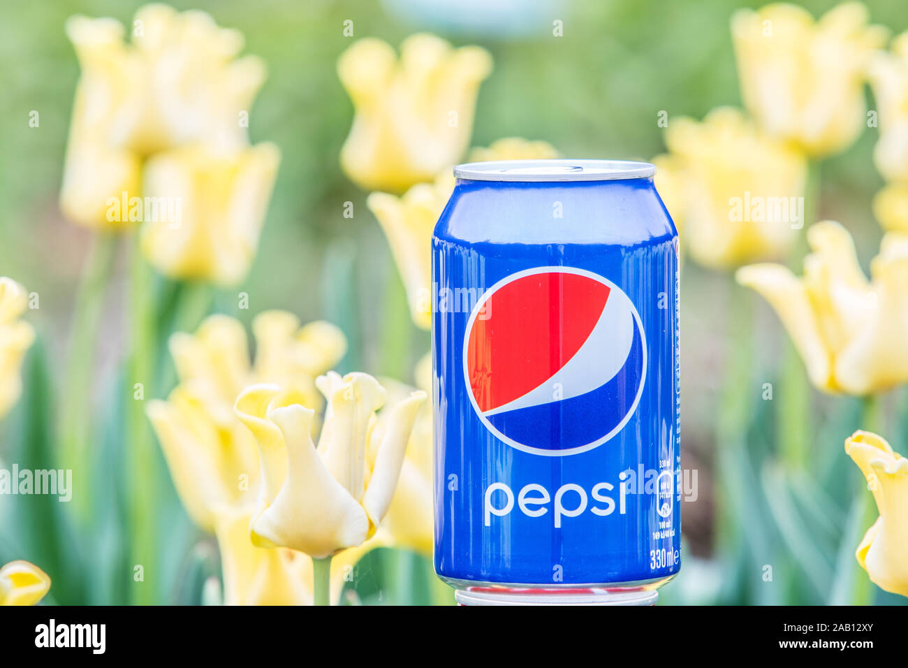 Pepsi Cola Can 330ml flowers and tulips background. Pepsi is a