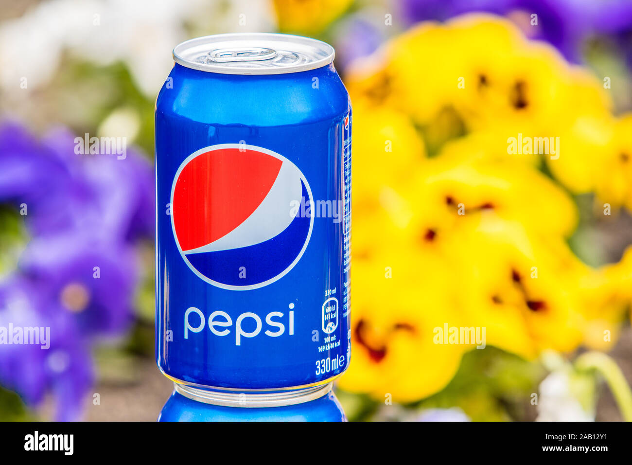 Pepsi Cola Can 330ml flowers and tulips background. Pepsi is a