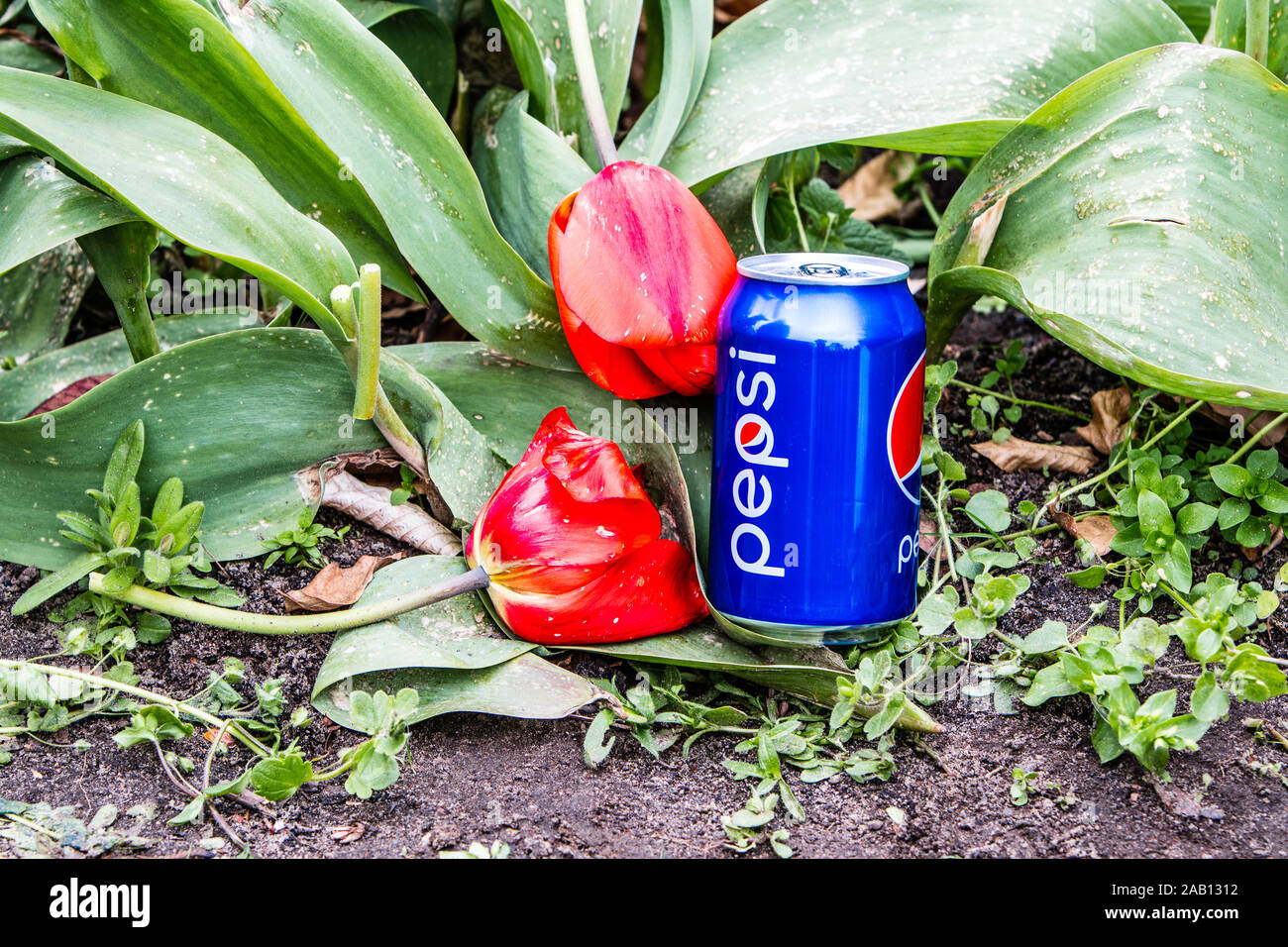 Pepsi Cola Can 330ml flowers and tulips background. Pepsi is a carbonated soft drink that is produced and manufactured by PepsiCo Stock Photo