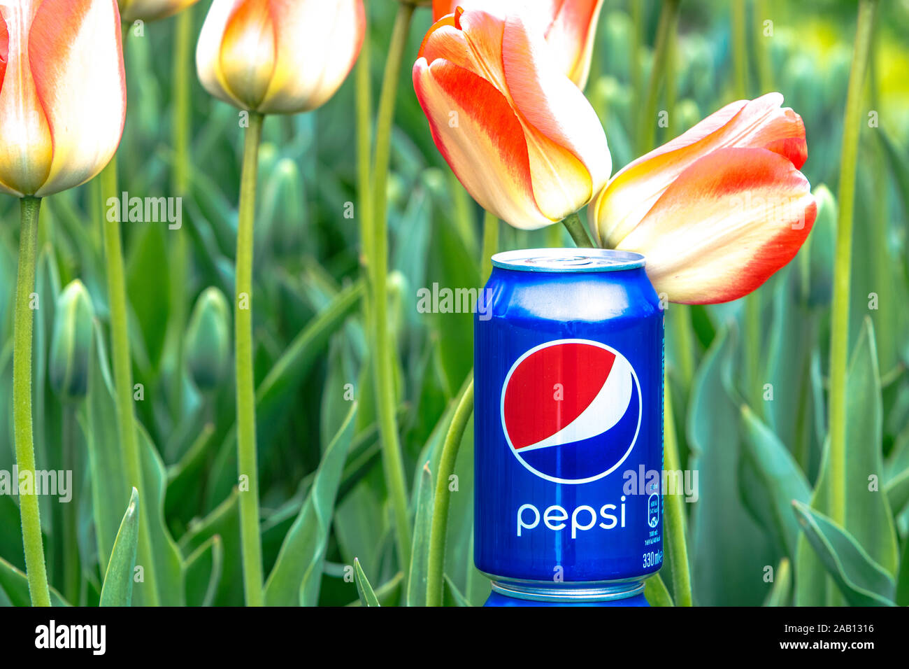 Pepsi Cola Can 330ml flowers and tulips background. Pepsi is a