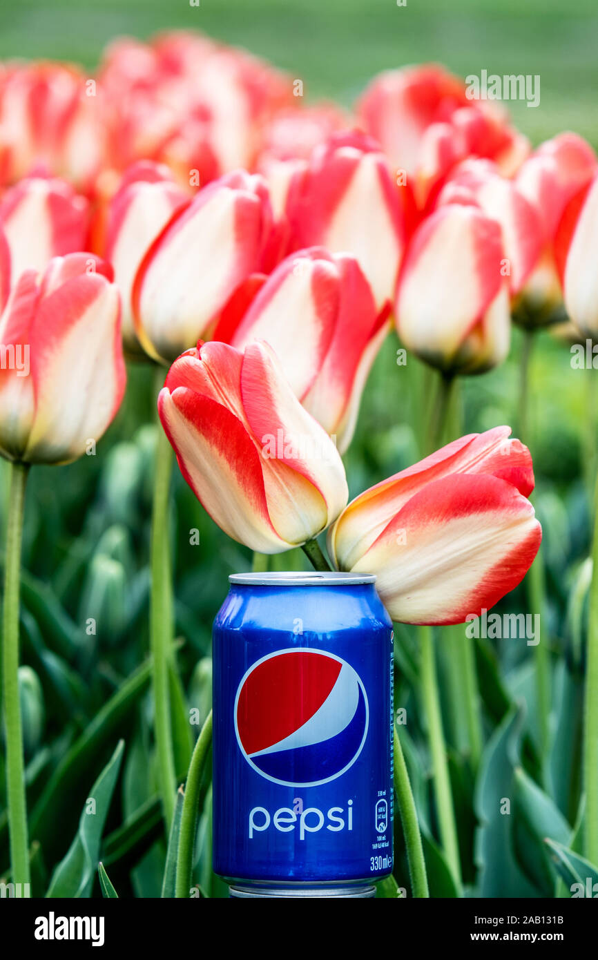 Pepsi Cola Can 330ml flowers and tulips background. Pepsi is a