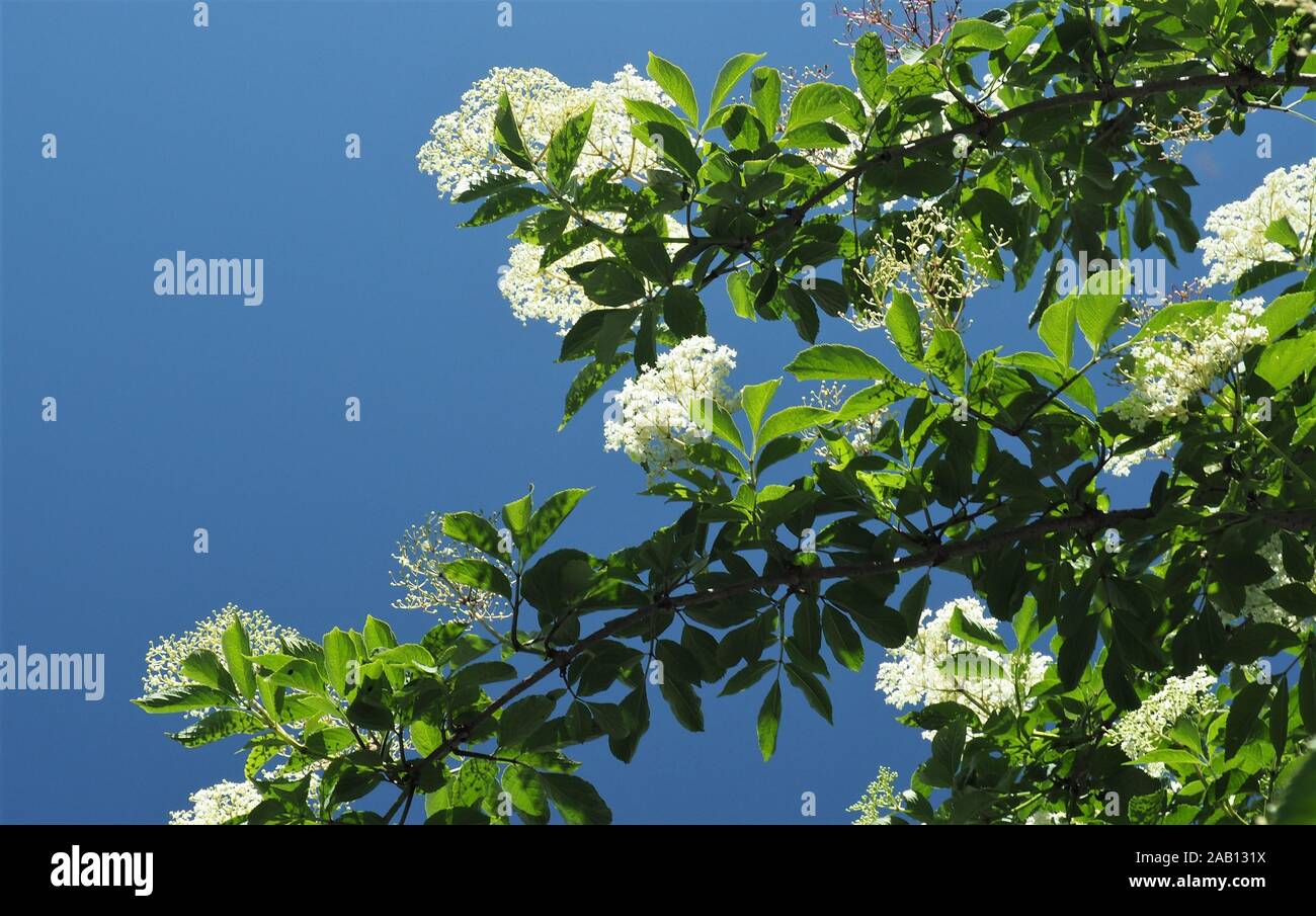 Looking up into a flowering white elderberry, Sambucus nigra, against a cloudless blue sky Stock Photo