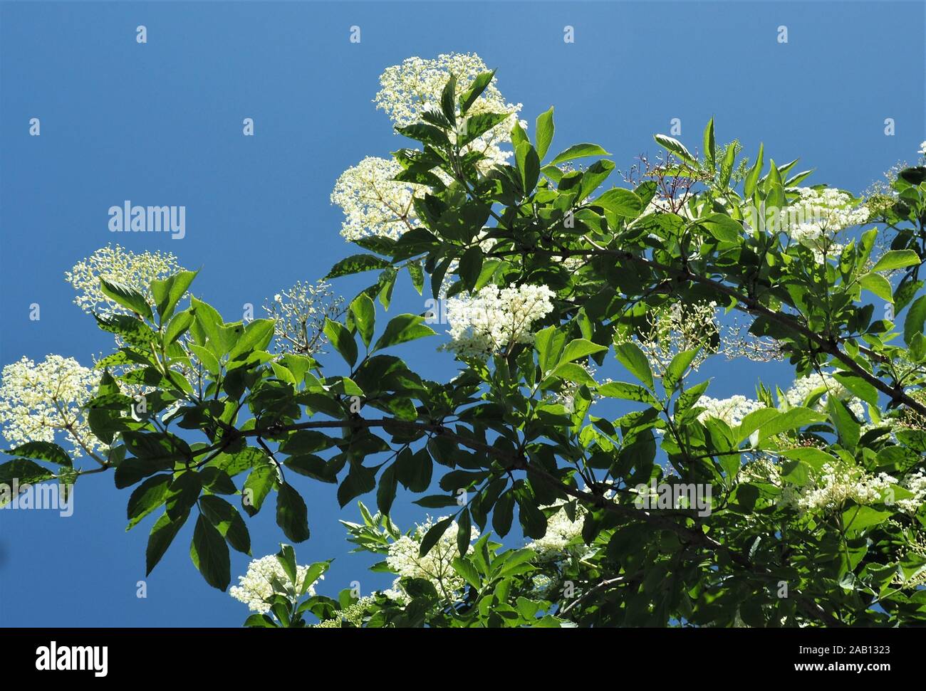 Looking up into a flowering white elderberry, Sambucus nigra, against a cloudless blue sky Stock Photo