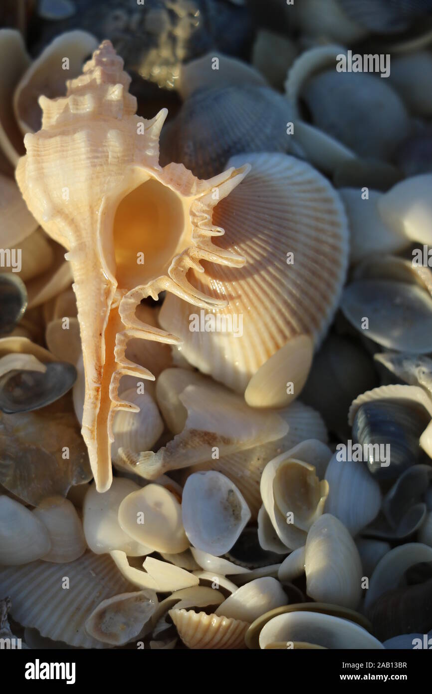 Dawn shell hi-res stock photography and images - Alamy