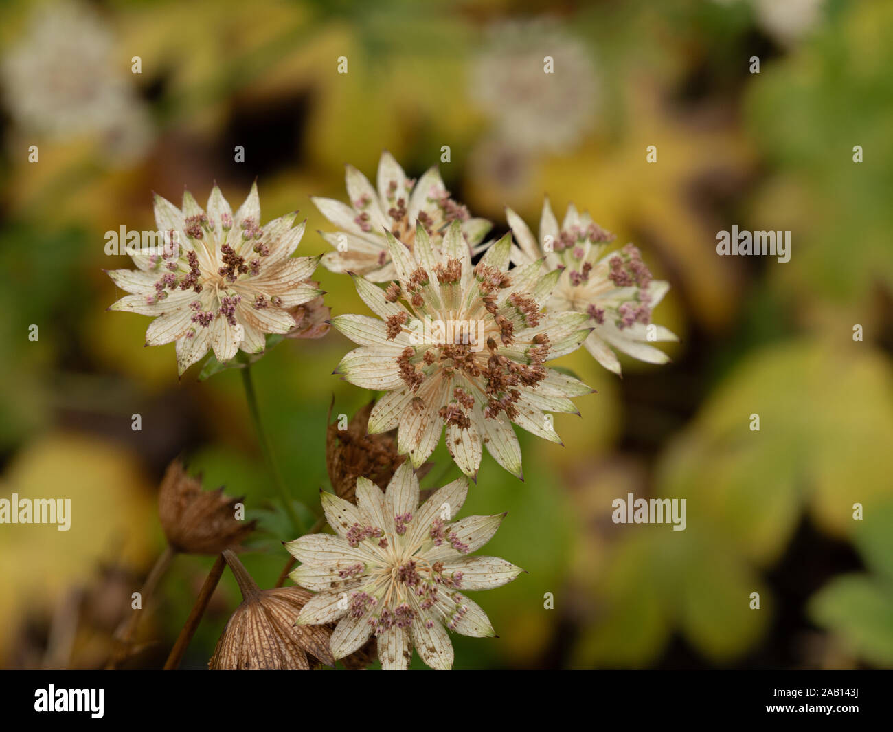 Closeup of Astrantia 'Buckland' flowering in an autumn garden Stock Photo