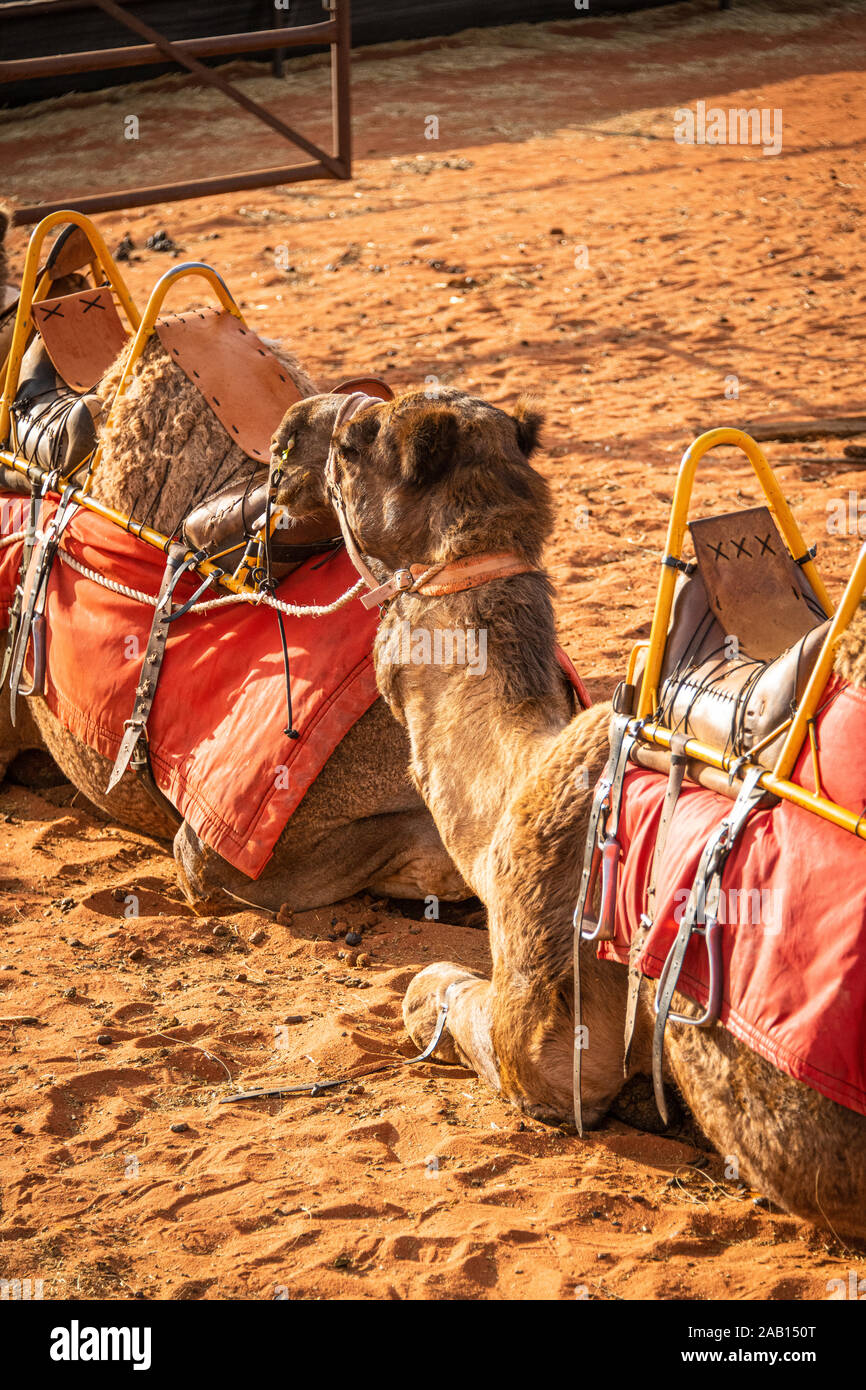 Camels sit in a line awaiting tourists for their Uluru sunset camel adventure tour. Yulara, Northern Territory, Australia Stock Photo